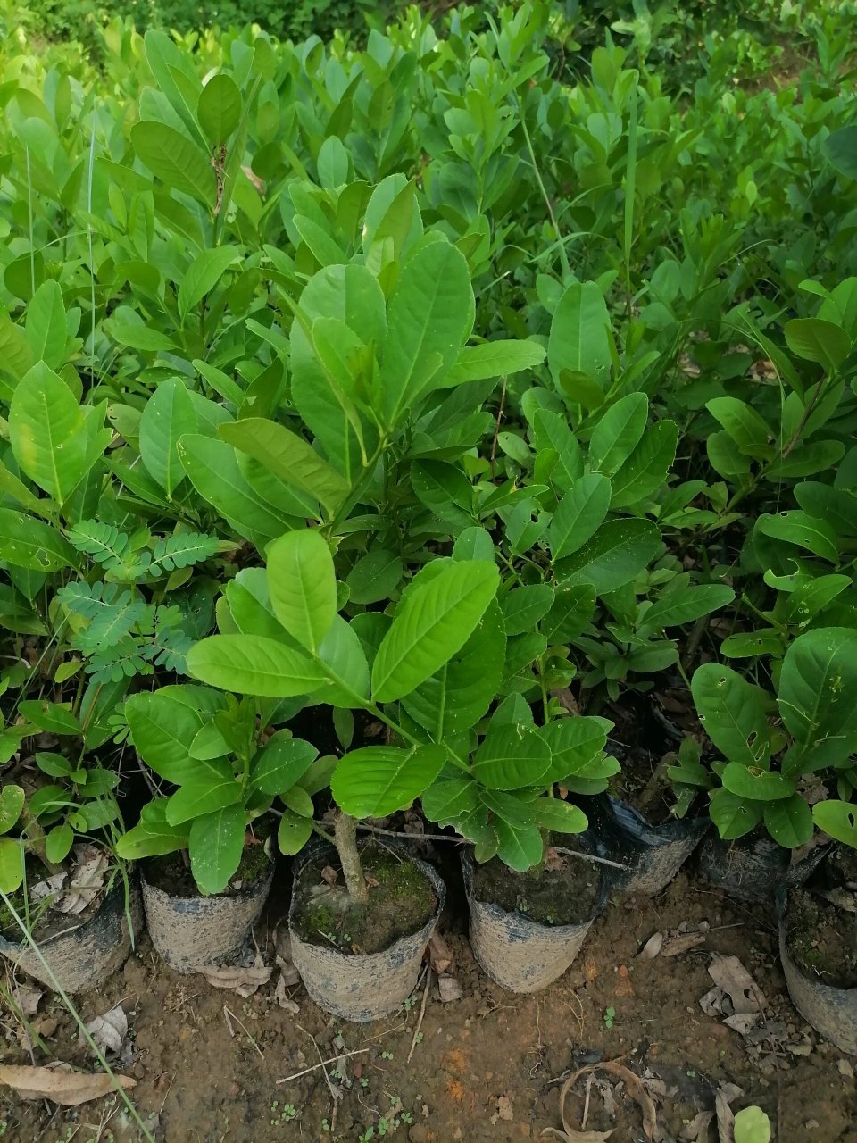 喜欢种植的看过来纯品种广东香水柠檬苗 广东无籽四季香水柠檬苗