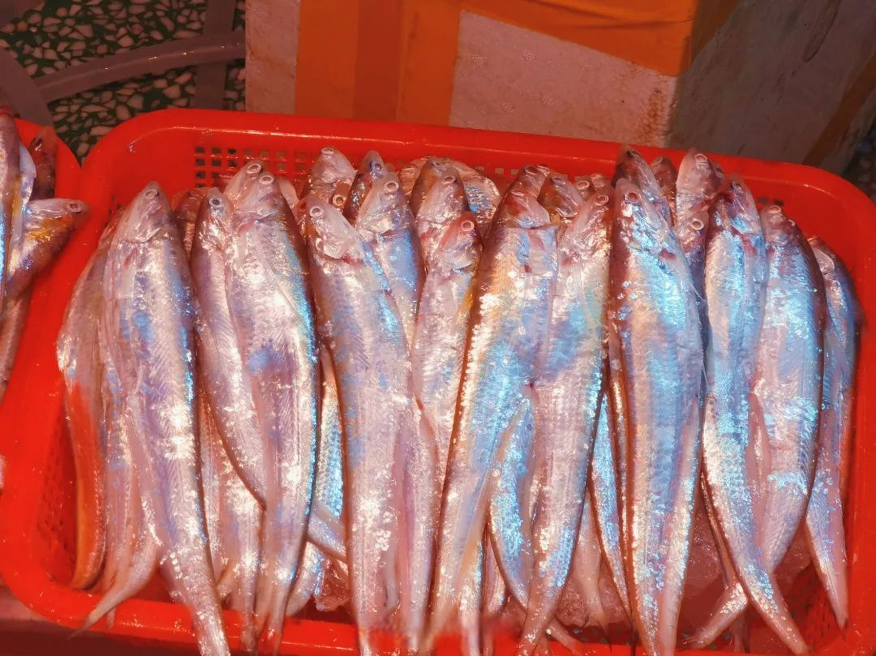 【今日小满,凤鲚安排上】#温州时令美食# 又称"凤尾鱼",温州人习惯叫