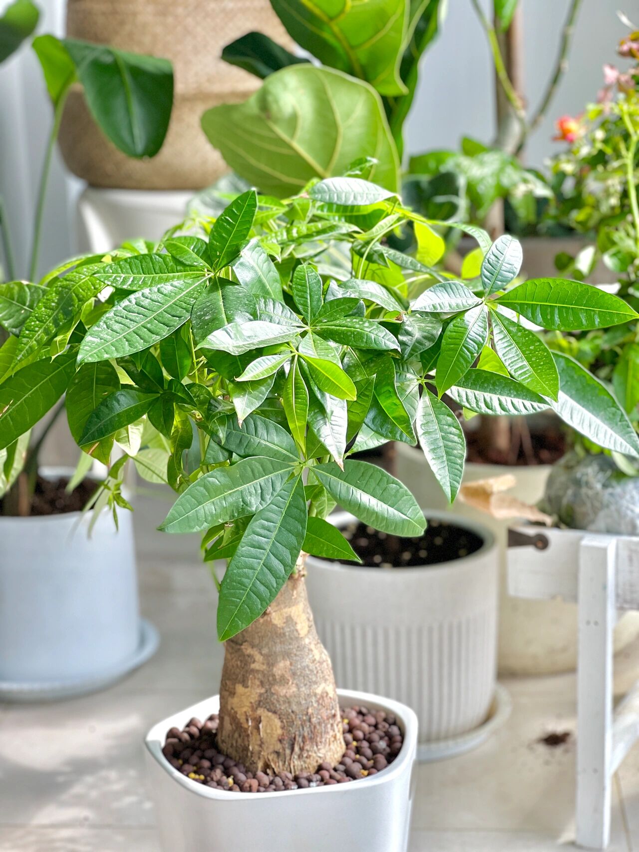 觉得自己财富自由也在涨涨涨哈哈哈哈哈哈哈 家养发财树,大家记得不