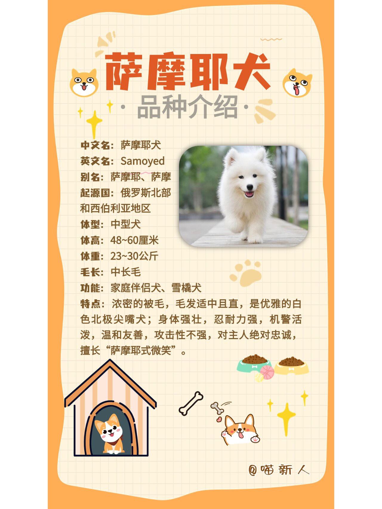 宠物品种介绍——萨摩耶犬