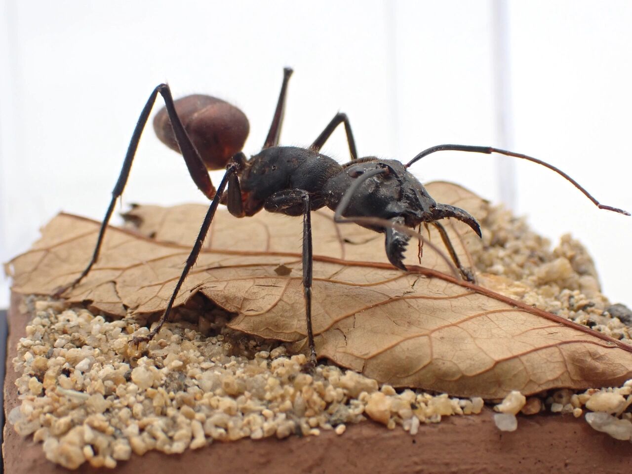 巨人恐蚁,蚂蚁中的巨人