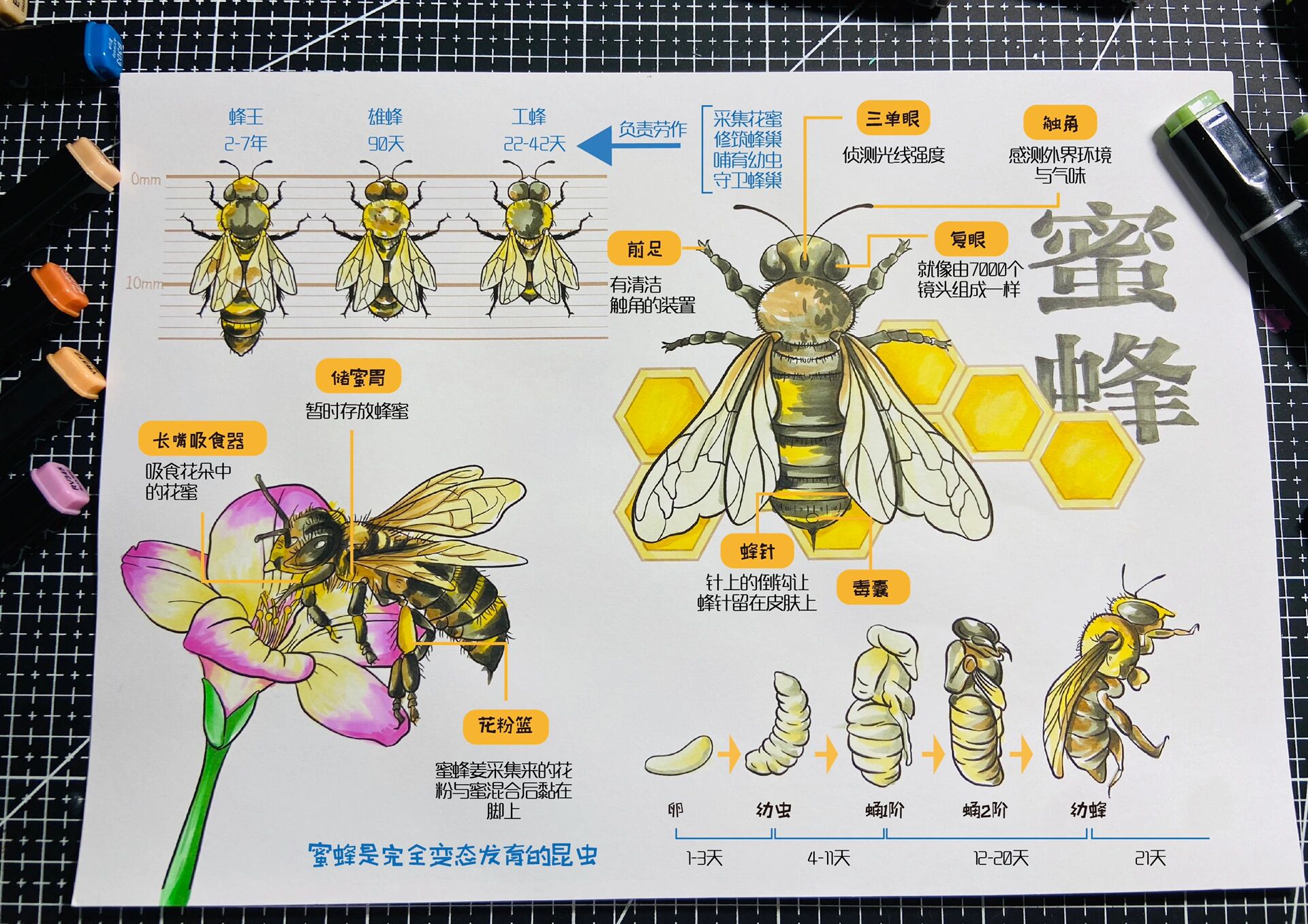 挑战100幅【day2】自然笔记
