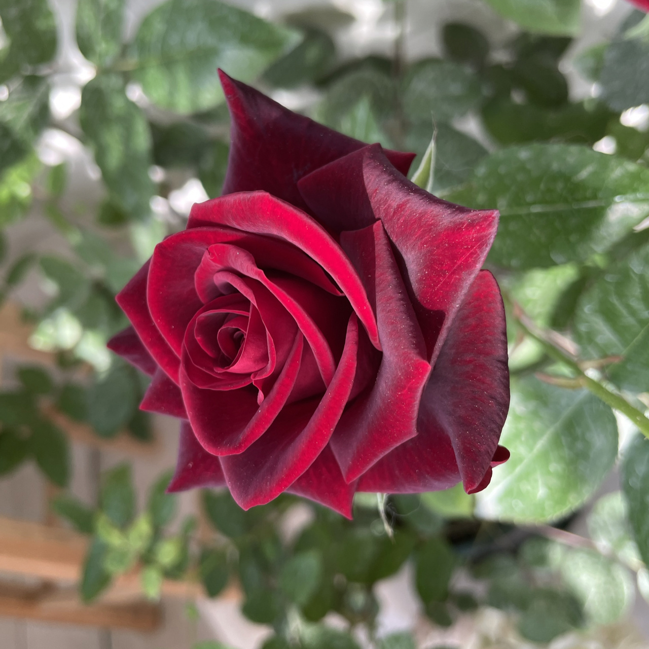 月季切花"黑魔术" 这个品种真的很优秀了,抗病耐热 没啥缺点跟了我好