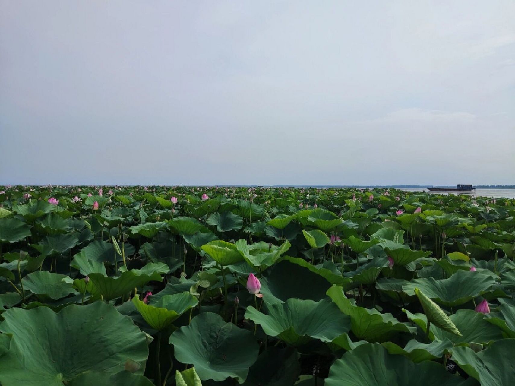 微山岛旅游攻略(自驾) 直接导航微山岛客轮码头,车挺多的,排队排了一