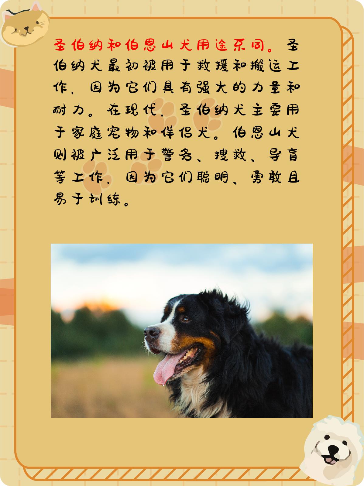 伯恩山犬体重图片