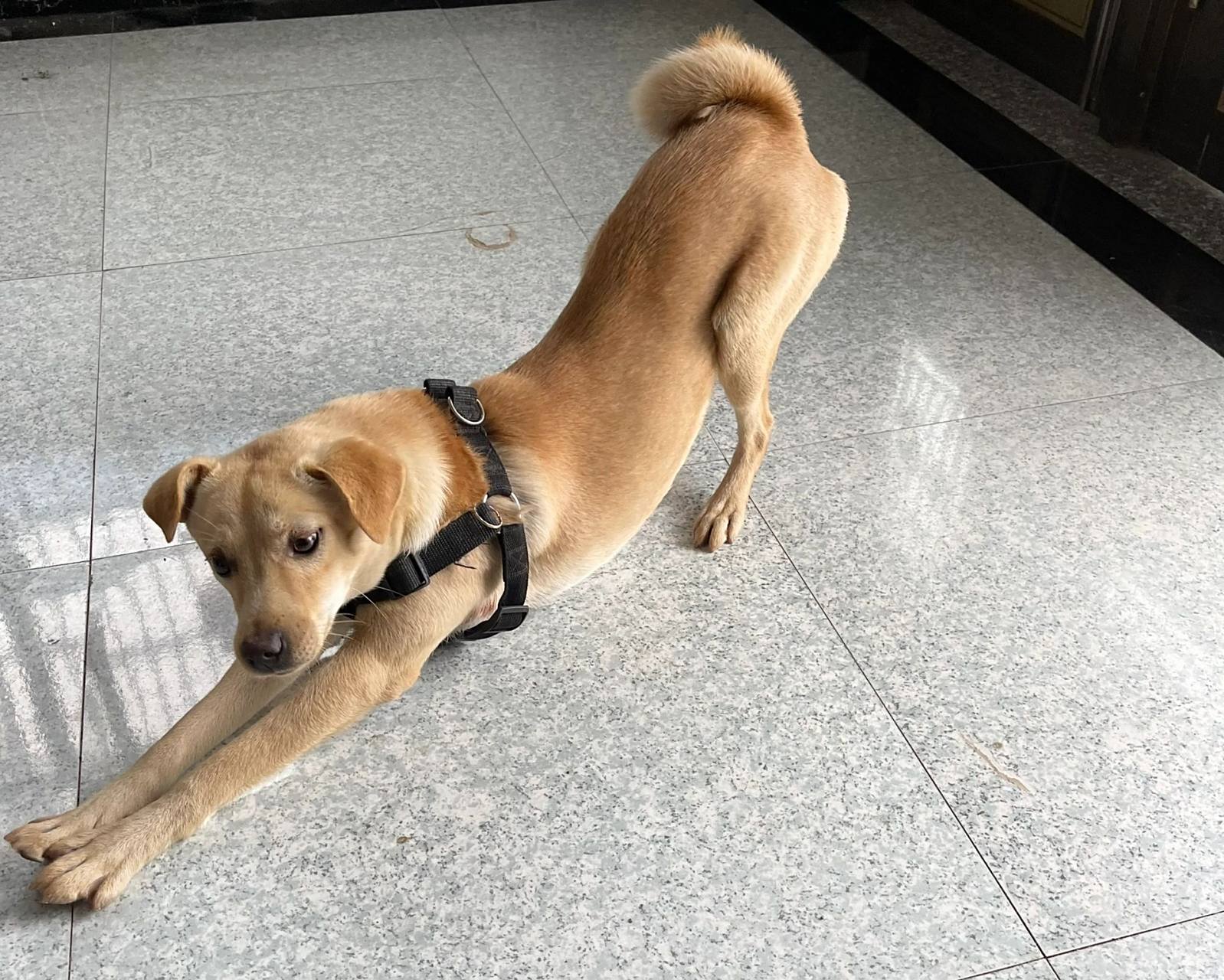 金钱90卷尾巴中华田园犬 小时候的尾巴是直的,长大后尾巴就这样像