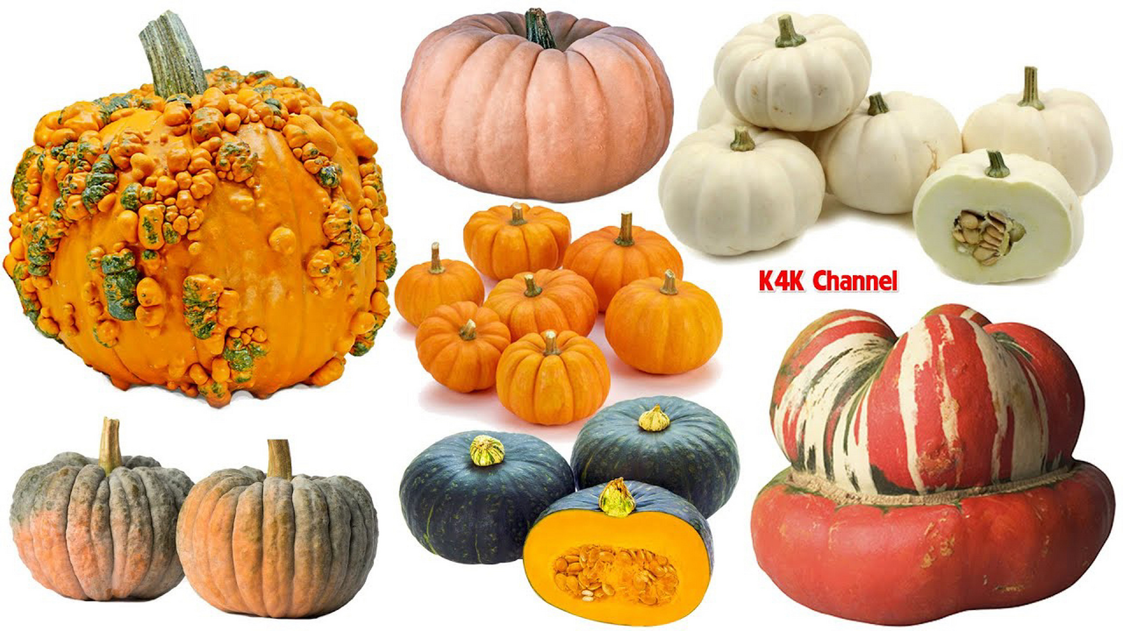 海外必备|傻傻分不清的各种南瓜分类(一) 到美国才发现他们怎么有这么