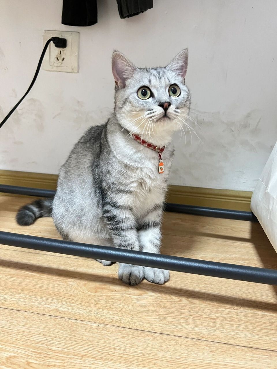 朋友说是美短,它的父亲母亲我也不知道是啥猫,我