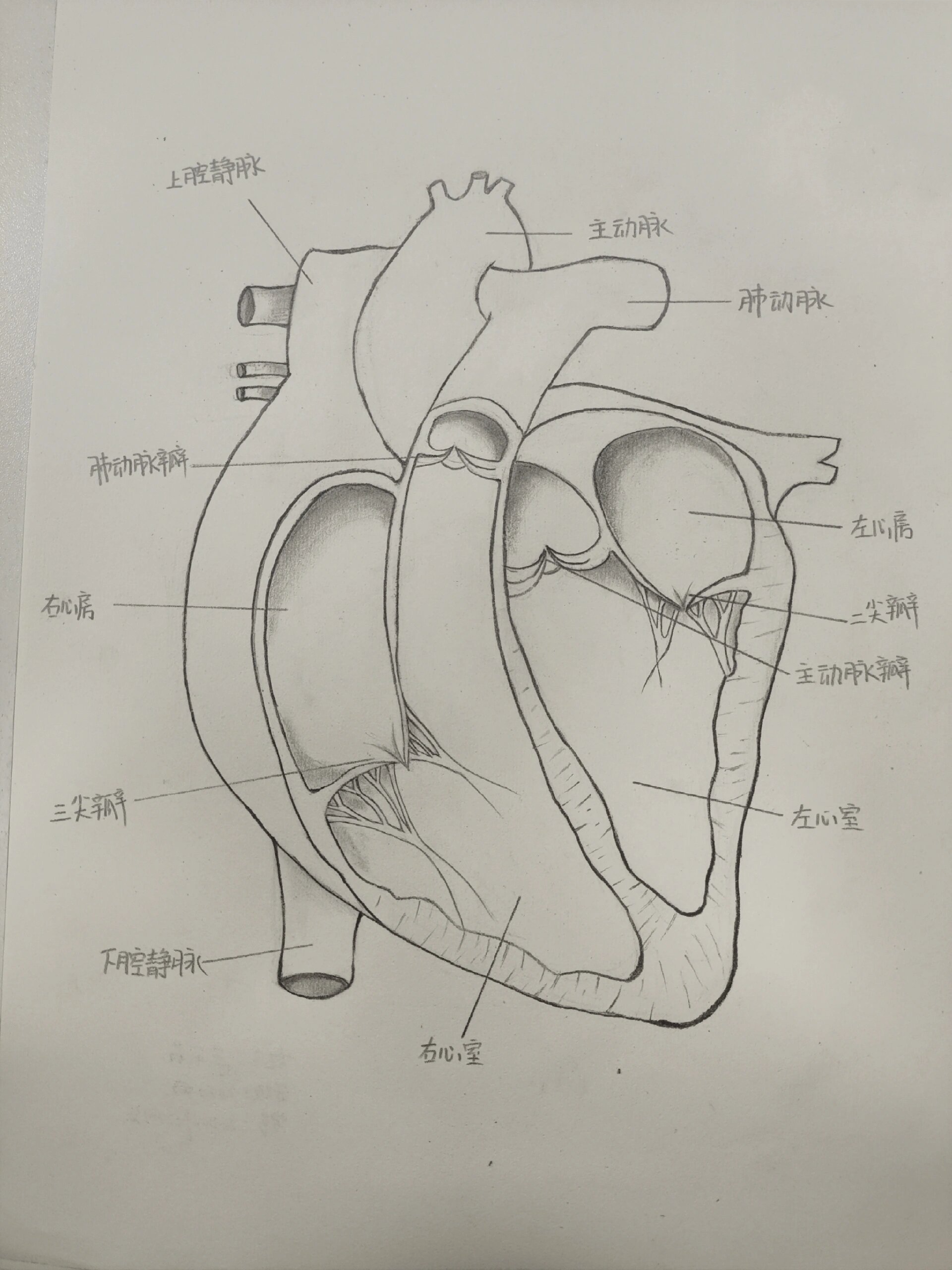 简易心脏结构解剖图手绘 参加了学校的解剖绘画比赛