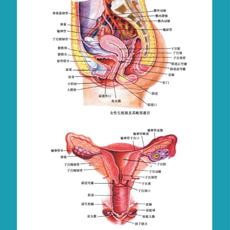 女性生殖剖面图