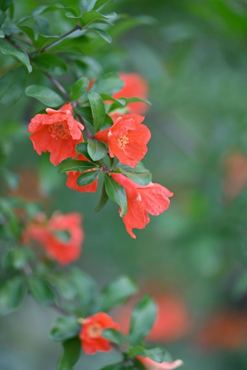 西安的市花图片