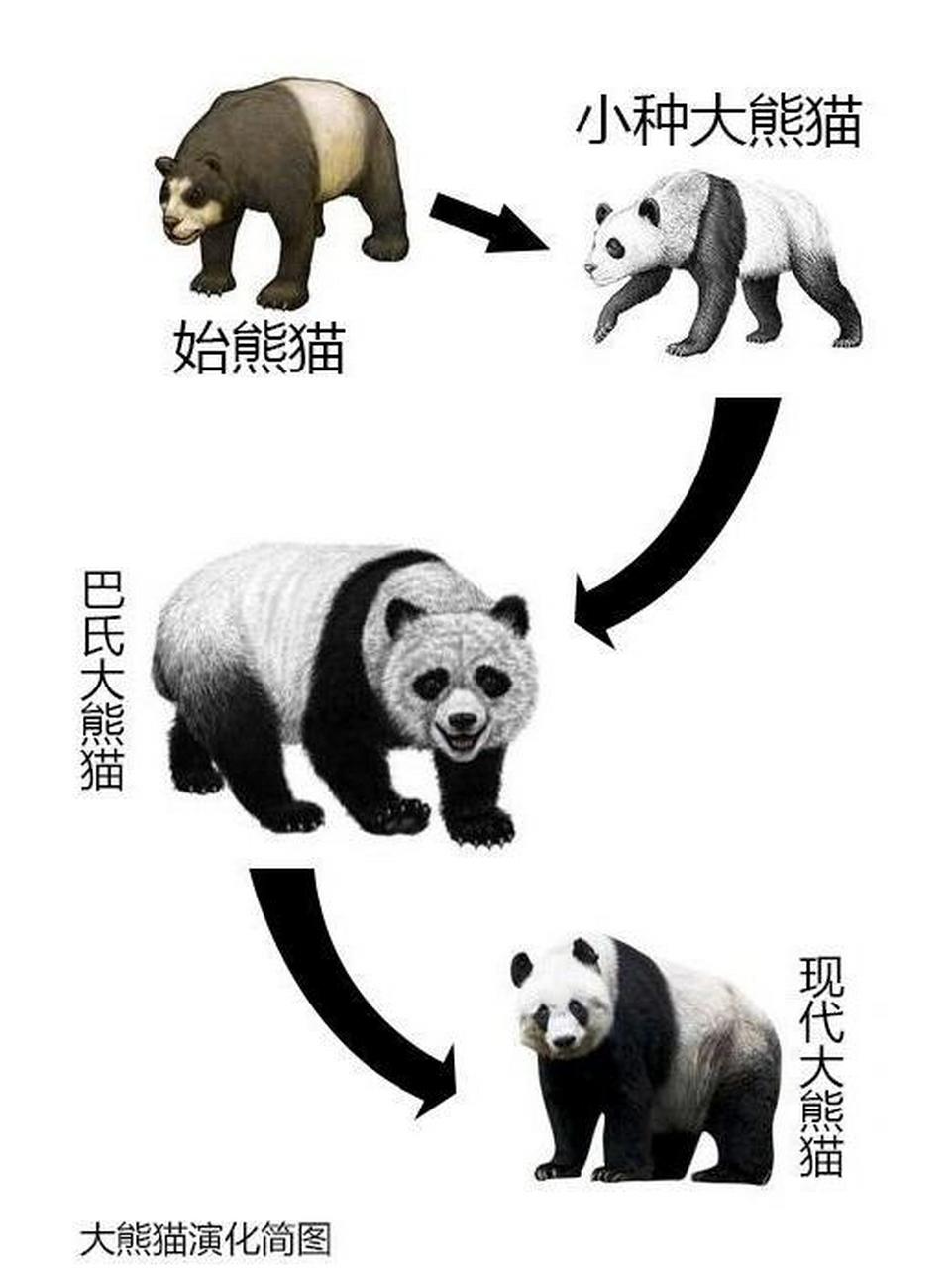 始熊猫经历图片