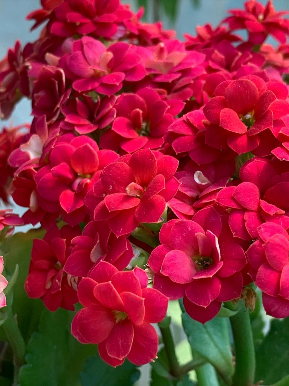 红狐狸长寿花(38),红色长寿花 红狐狸长寿花 学名:fox 花色:红色