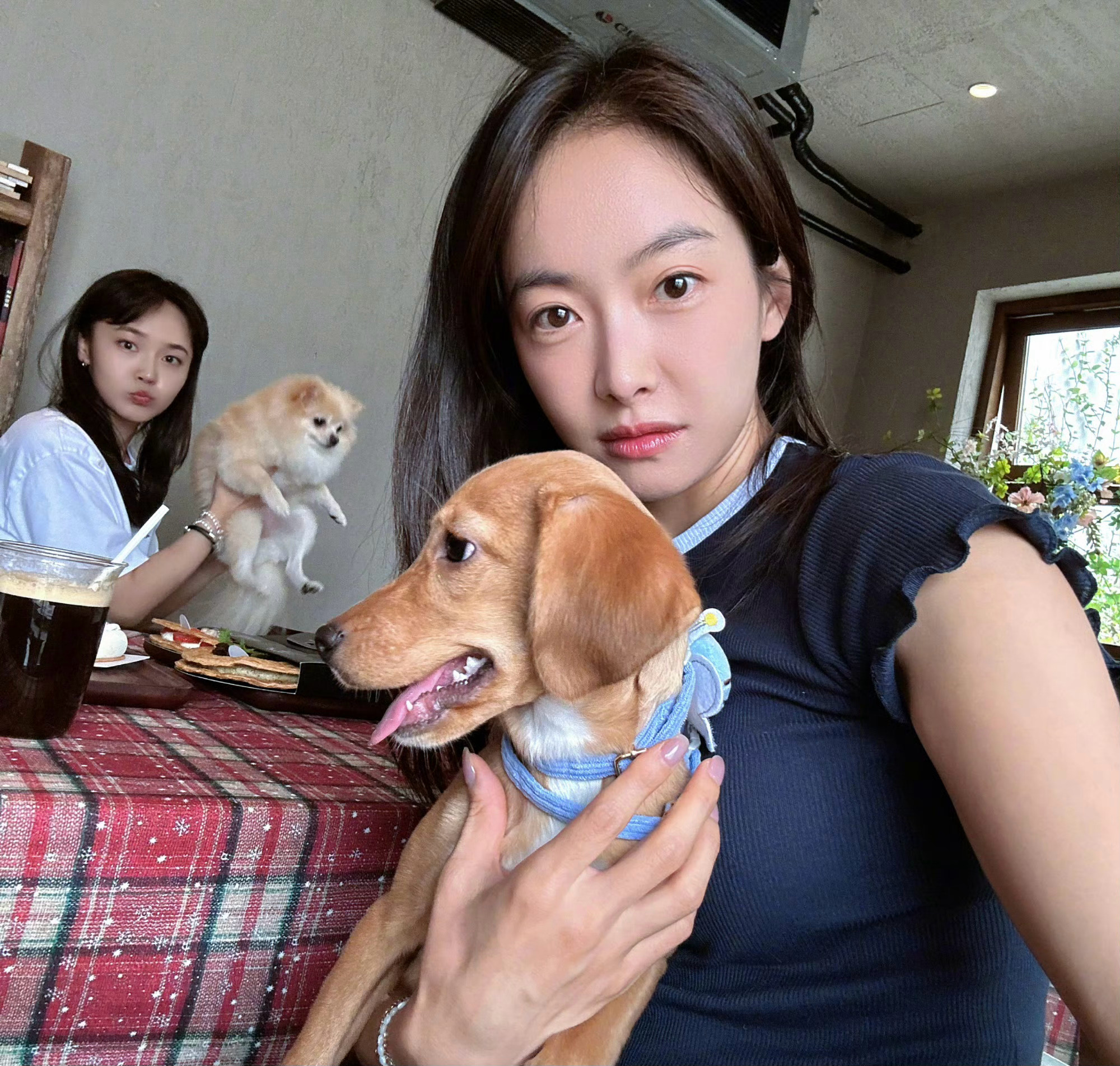 宋茜张佳宁带狗约会,为什么女明星都爱养狗啊,几乎是人手一狗了