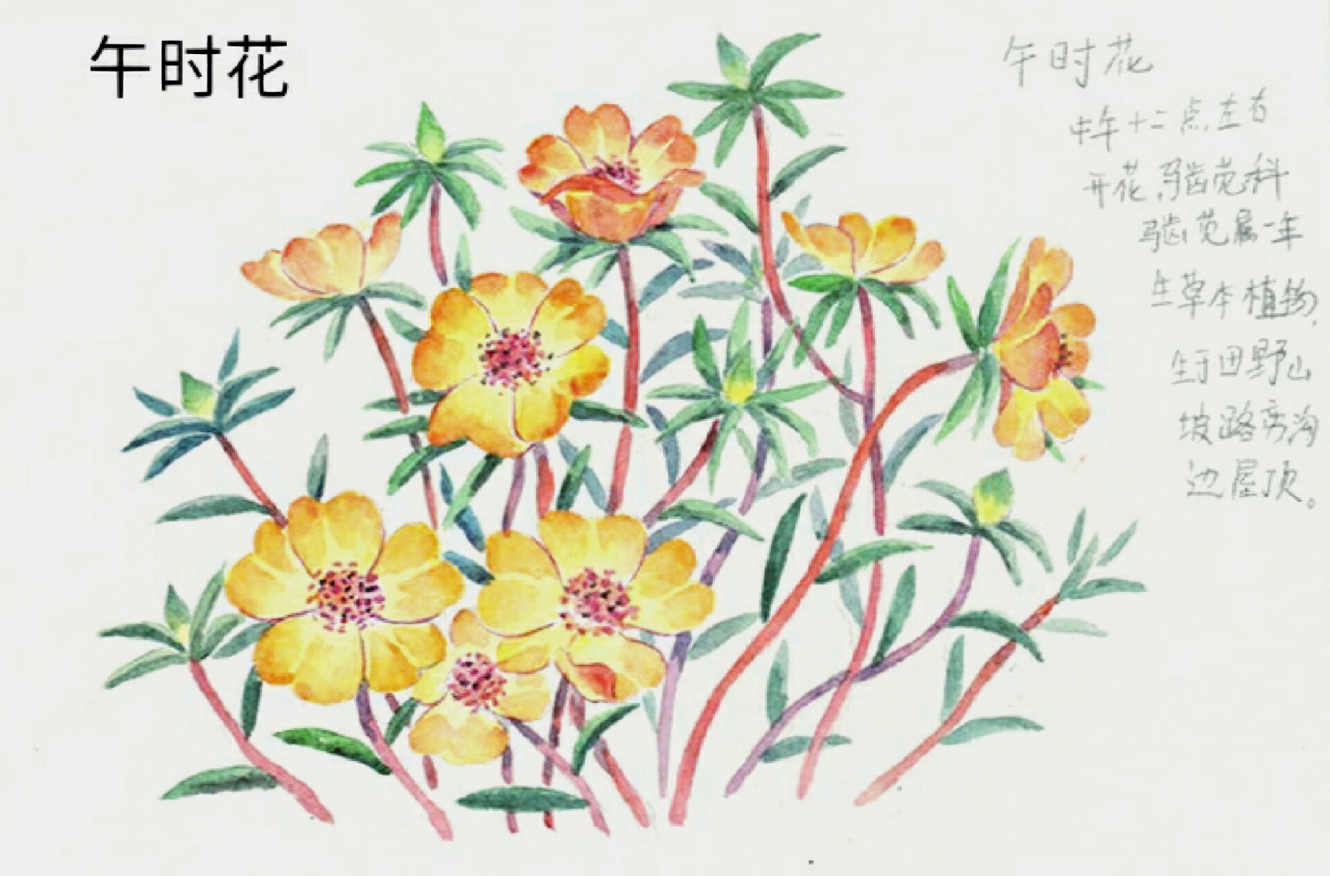 午时花开了