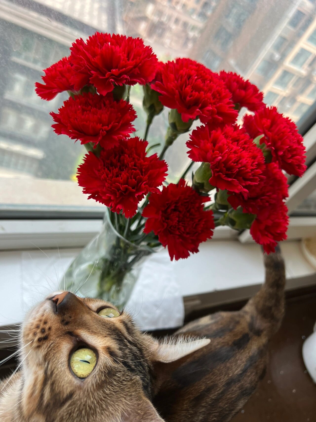 康乃馨|红色康乃馨