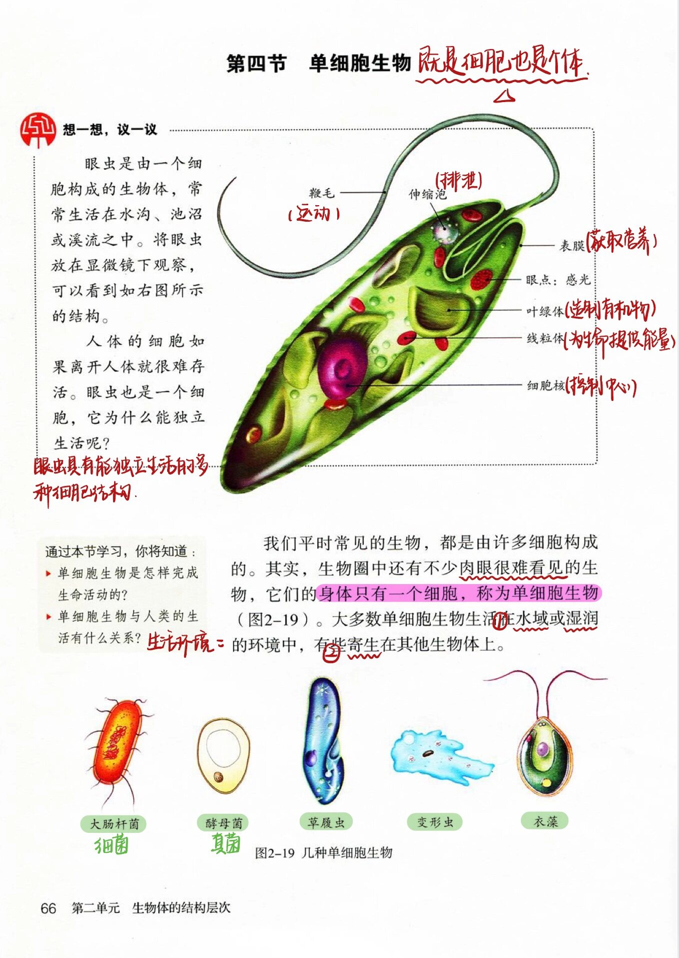 七上生物芽原基(七年级上册生物芽)  第1张