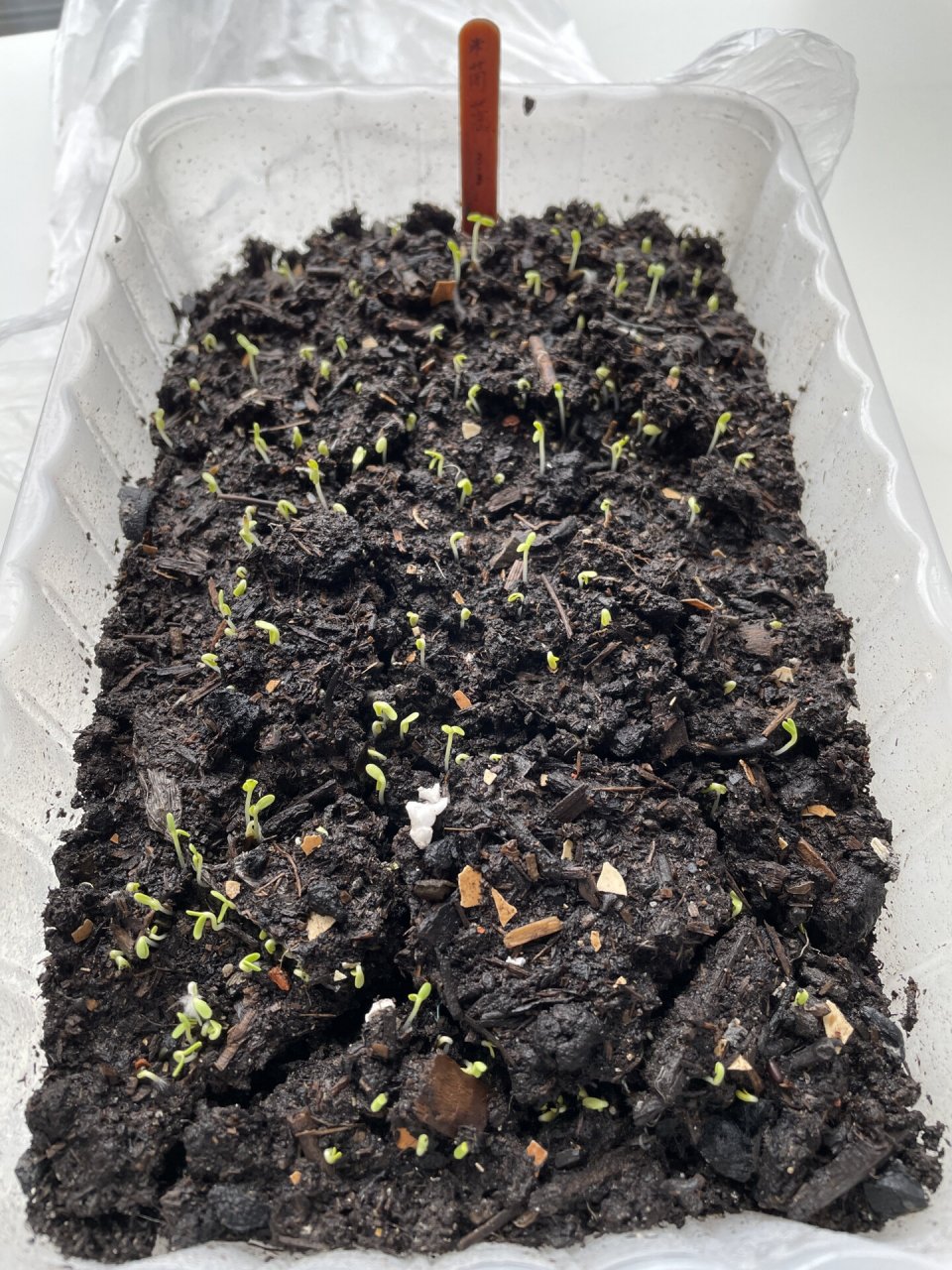 我的茼蒿发芽了97 图一:03/03 播种的茼蒿,才第3天就发芽了97!