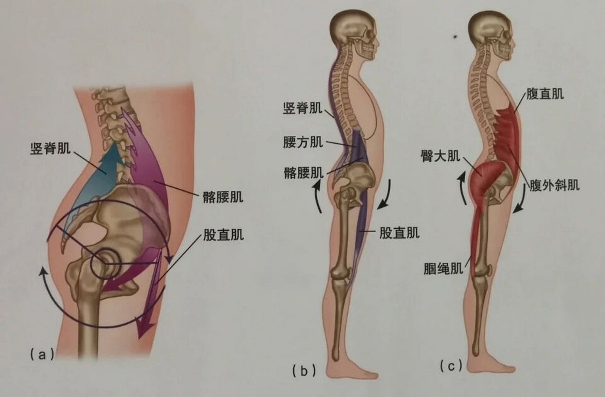 骨盆前倾的真人图片图片