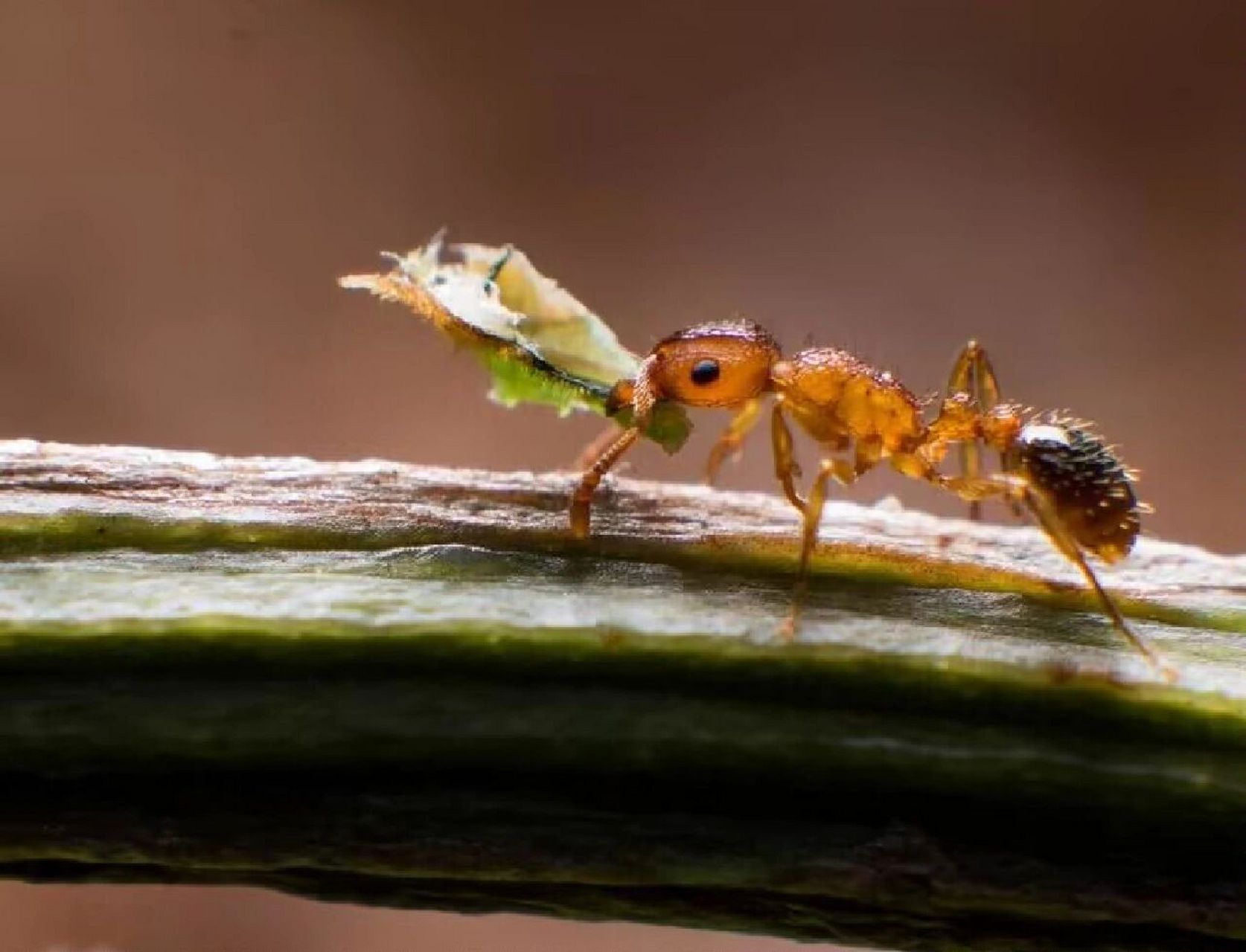 小黄家蚁作为一种家居常见昆虫,它对食品及其它物品的破坏并不亚于