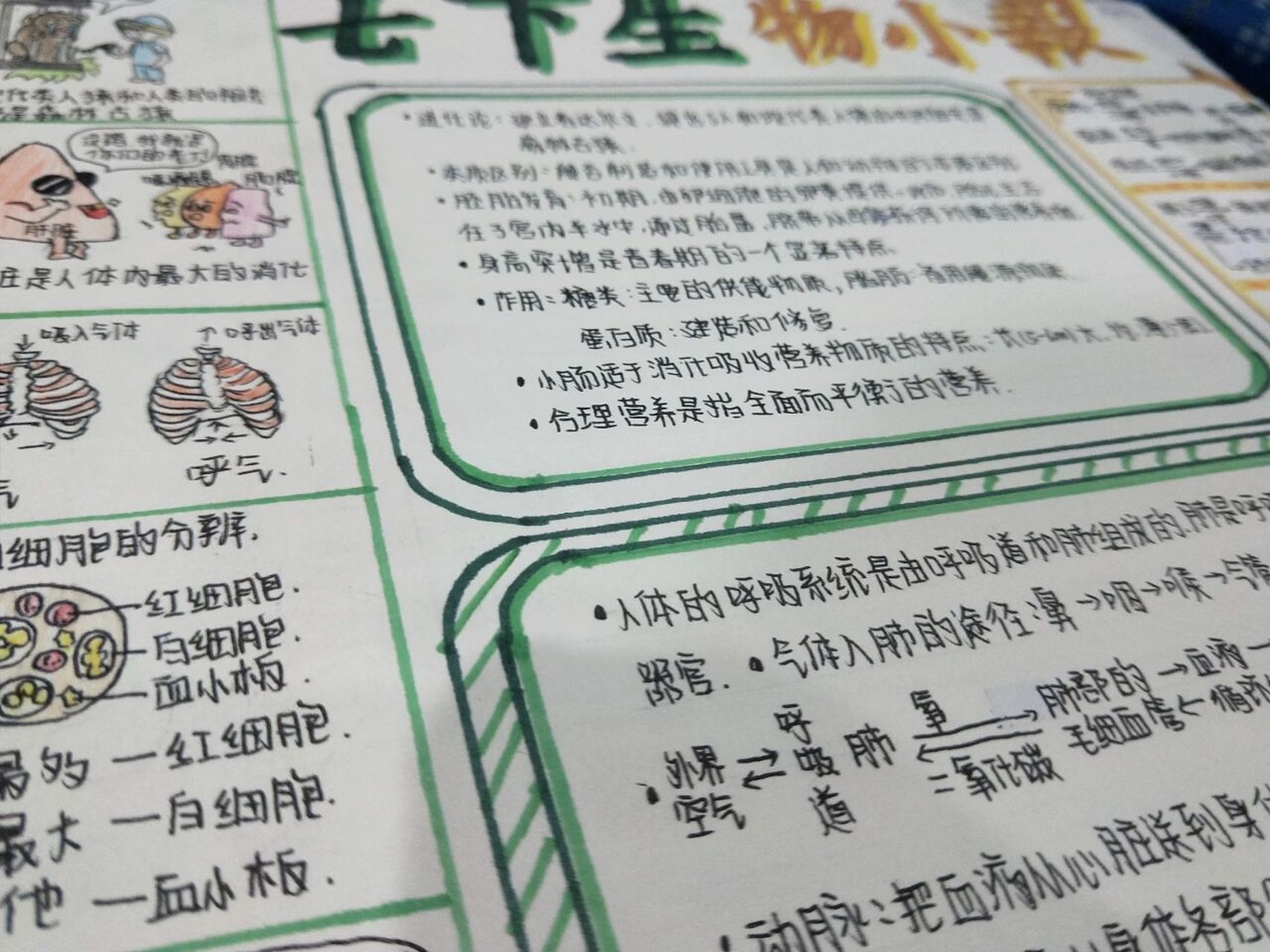 七下生物小报  接上一次 这次画的是七下 因为时间紧急细节没有画太好