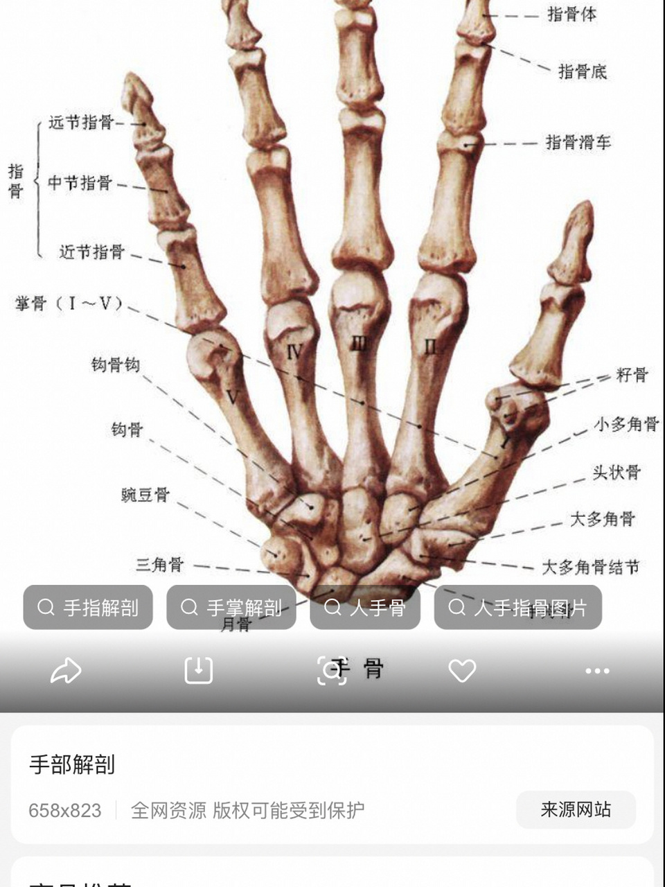 孩子想长高,骨龄片怎么看,看哪里 很多集美问我籽骨看哪?怎么看?