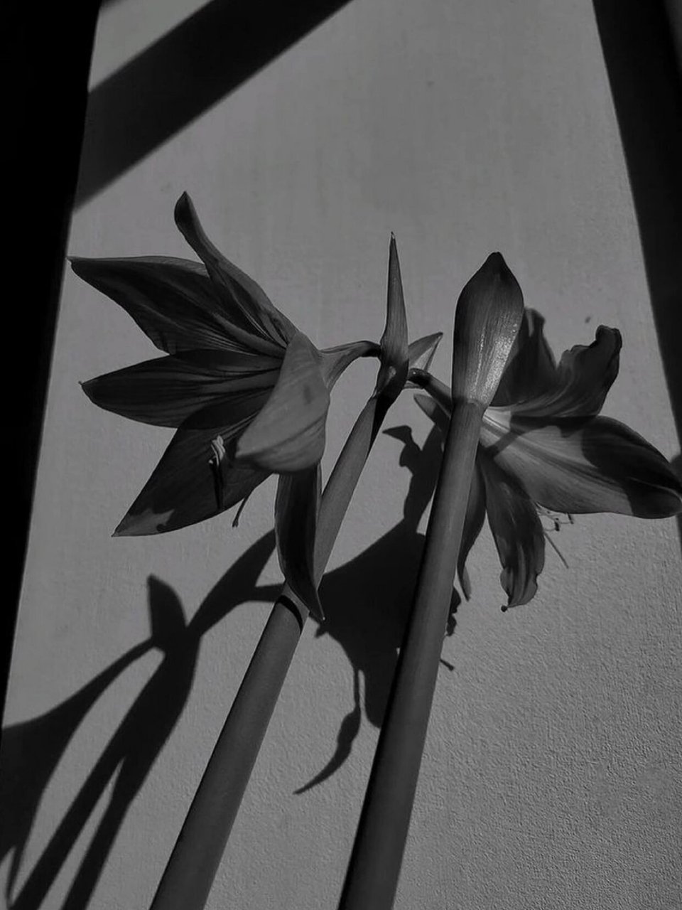 黑白向|ins冷淡风壁纸🕯 图片来源于网络