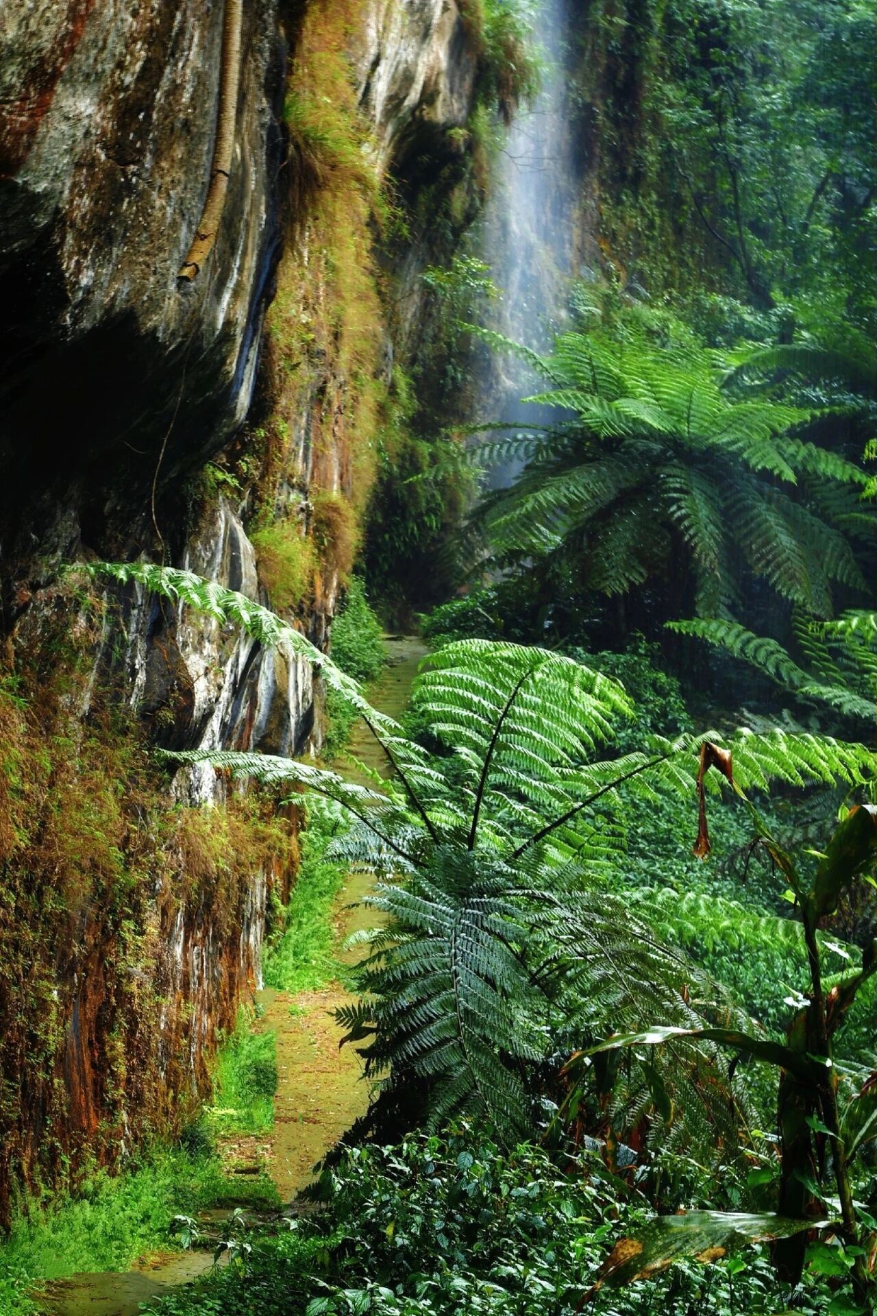 神奇的乐山桫椤大峡谷