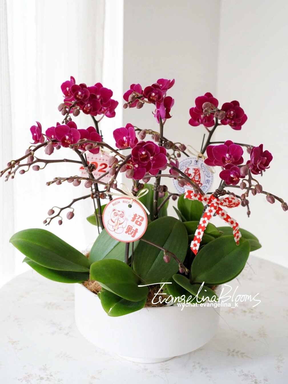 迷你蝴蝶兰盆栽.