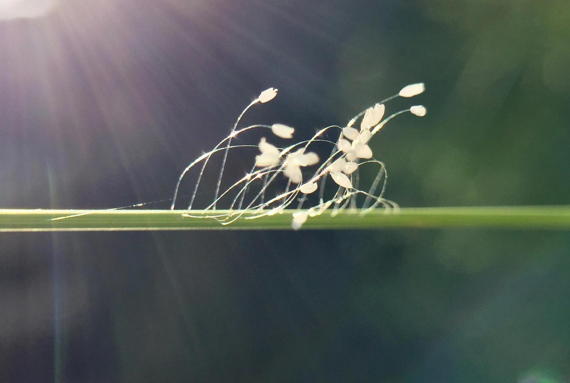 优昙婆罗花 也有一说是昆虫幼卵,但好看是不是?