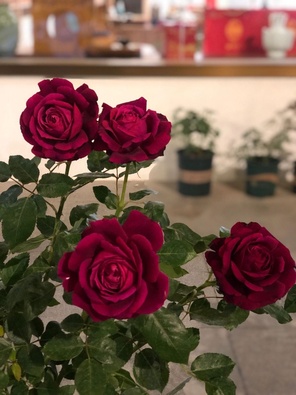 詹尼斯月季(爱情之花) 詹尼斯月季的颜色是偏玫红色,花瓣层层叠叠非常