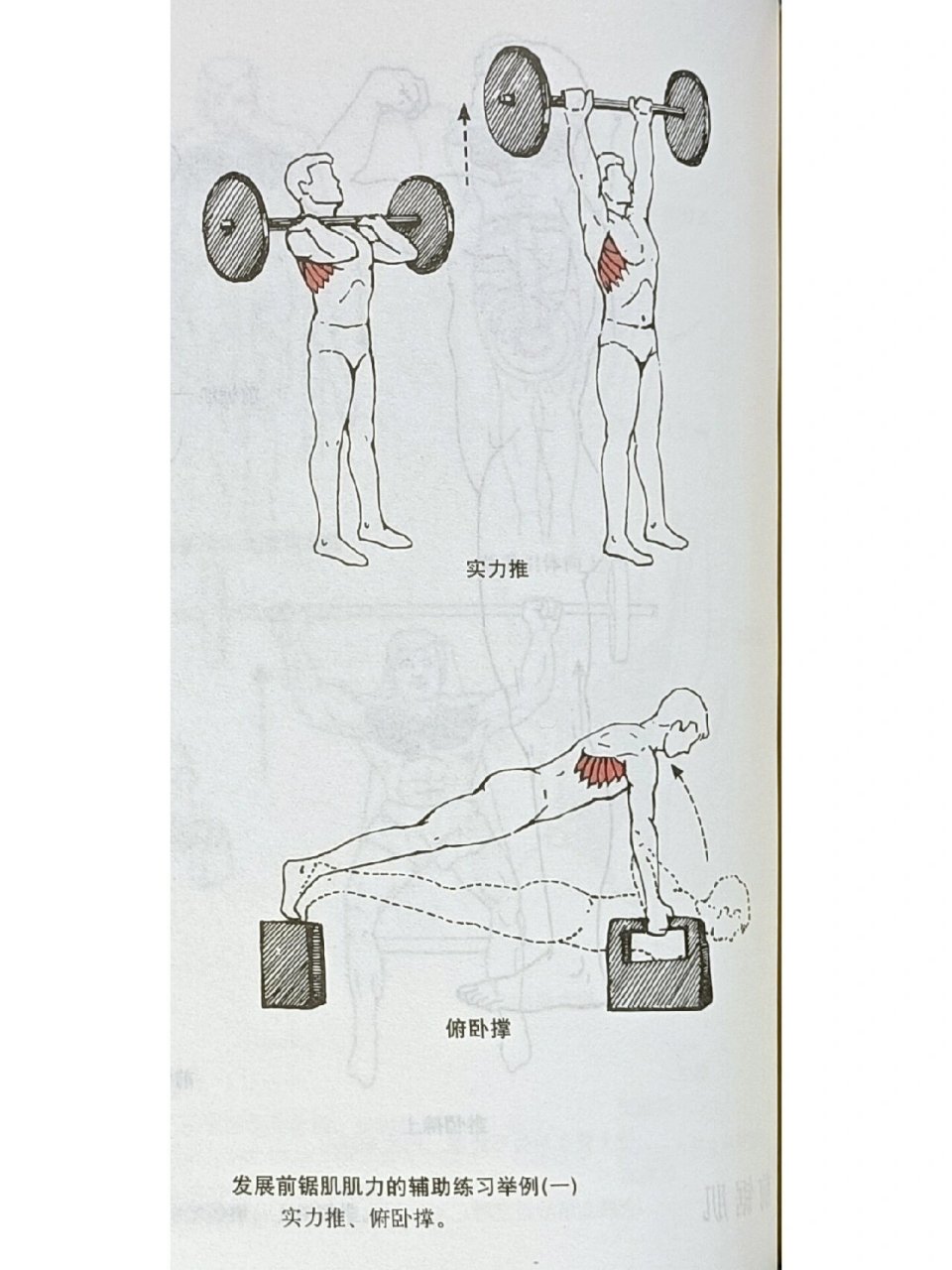 解剖-前锯肌 前锯肌(serratus anterior) 部位:在胸廓侧面.