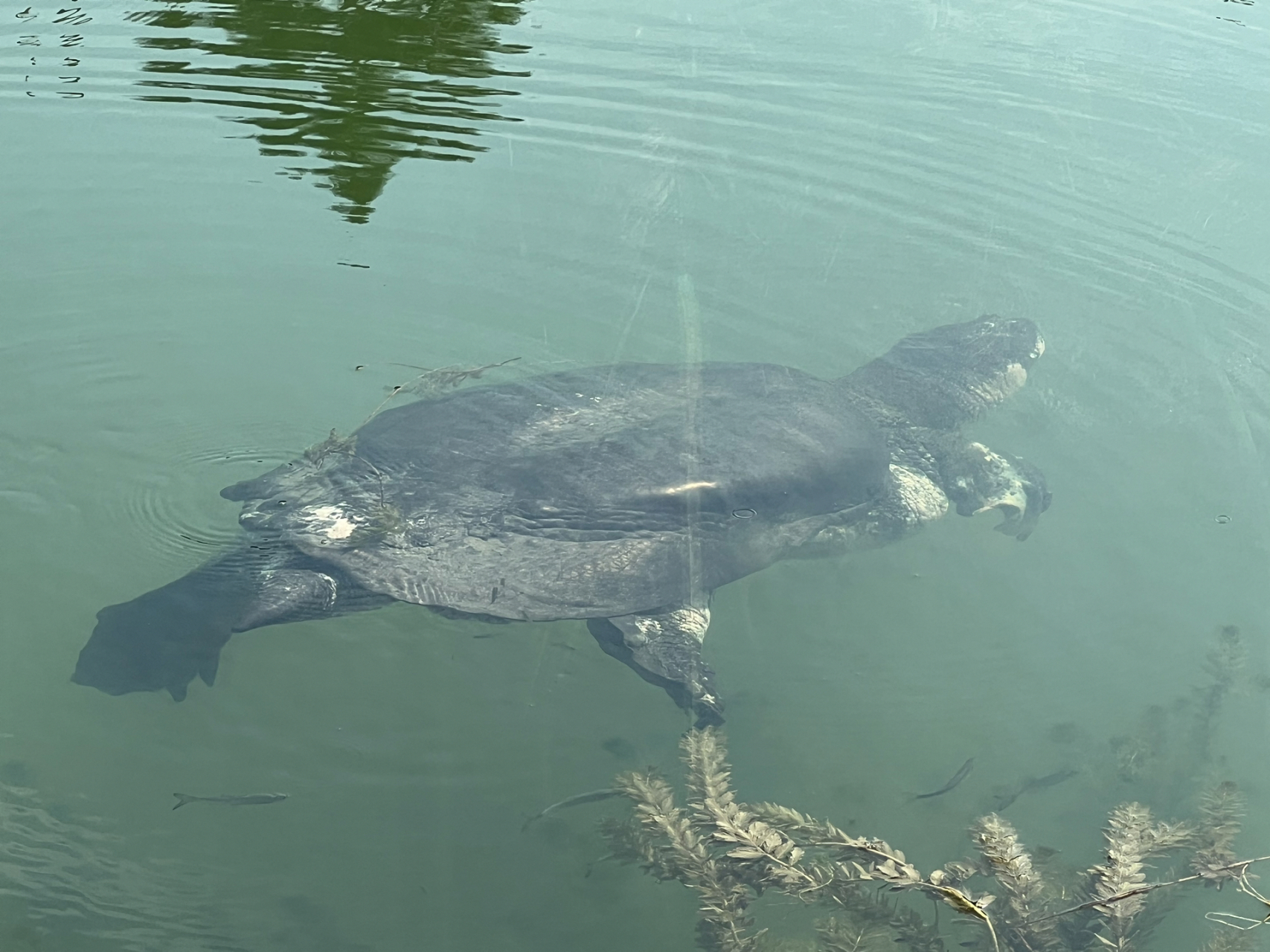 有幸拍到了中国最后一只斑鳖!