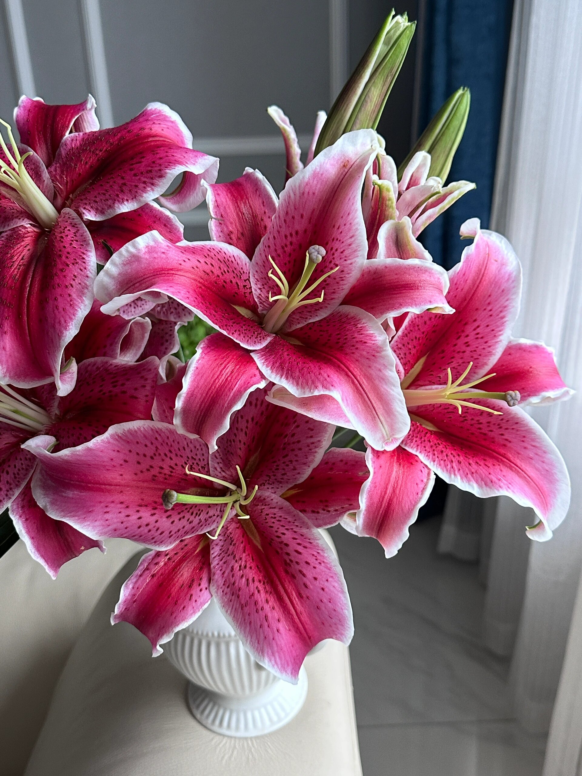 卡瓦娜百合(黑美人) 好像没多少人喜欢她呢我挺喜欢的,很贵气的样纸