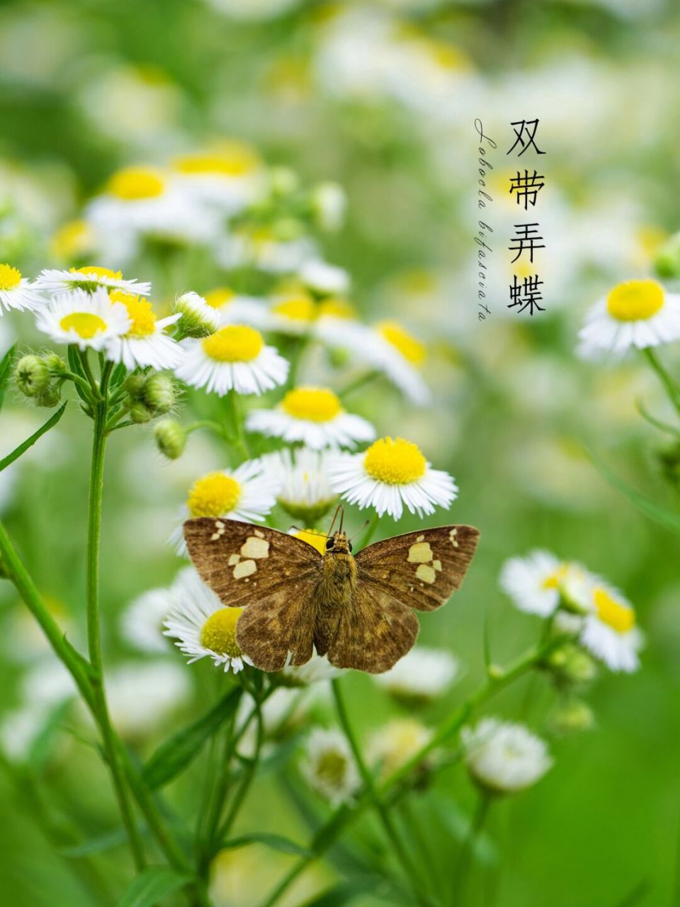 双带弄蝶|白纹弄蝶 花片片飞风弄蝶, 柳阴阴下水平桥.