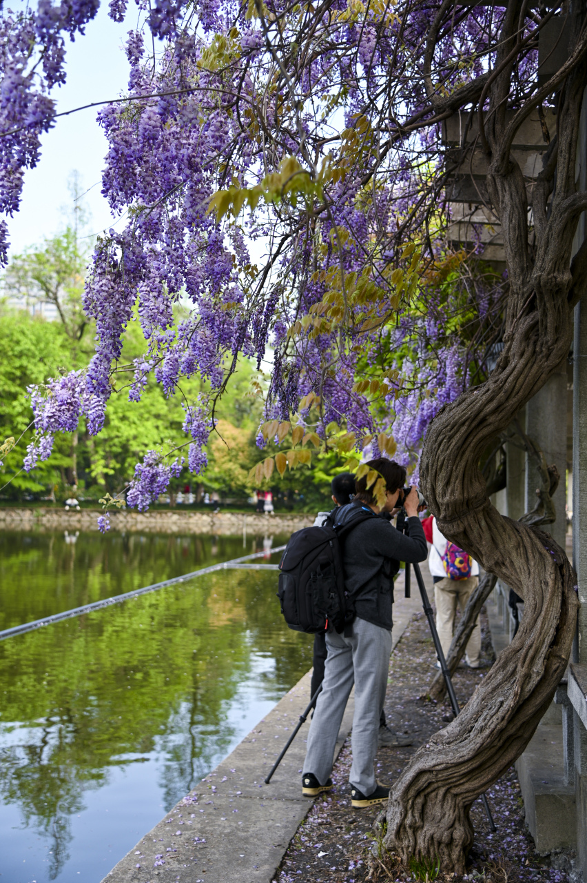 的故事#浙大华家池校区紫藤长廊华丽绽放,梦幻紫色给人带来无限遐想