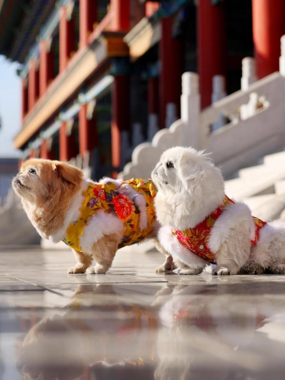 别的狗是养,京巴是供,没钱没耐心真别养 好多人说我的狗子缺钙,腿才弯