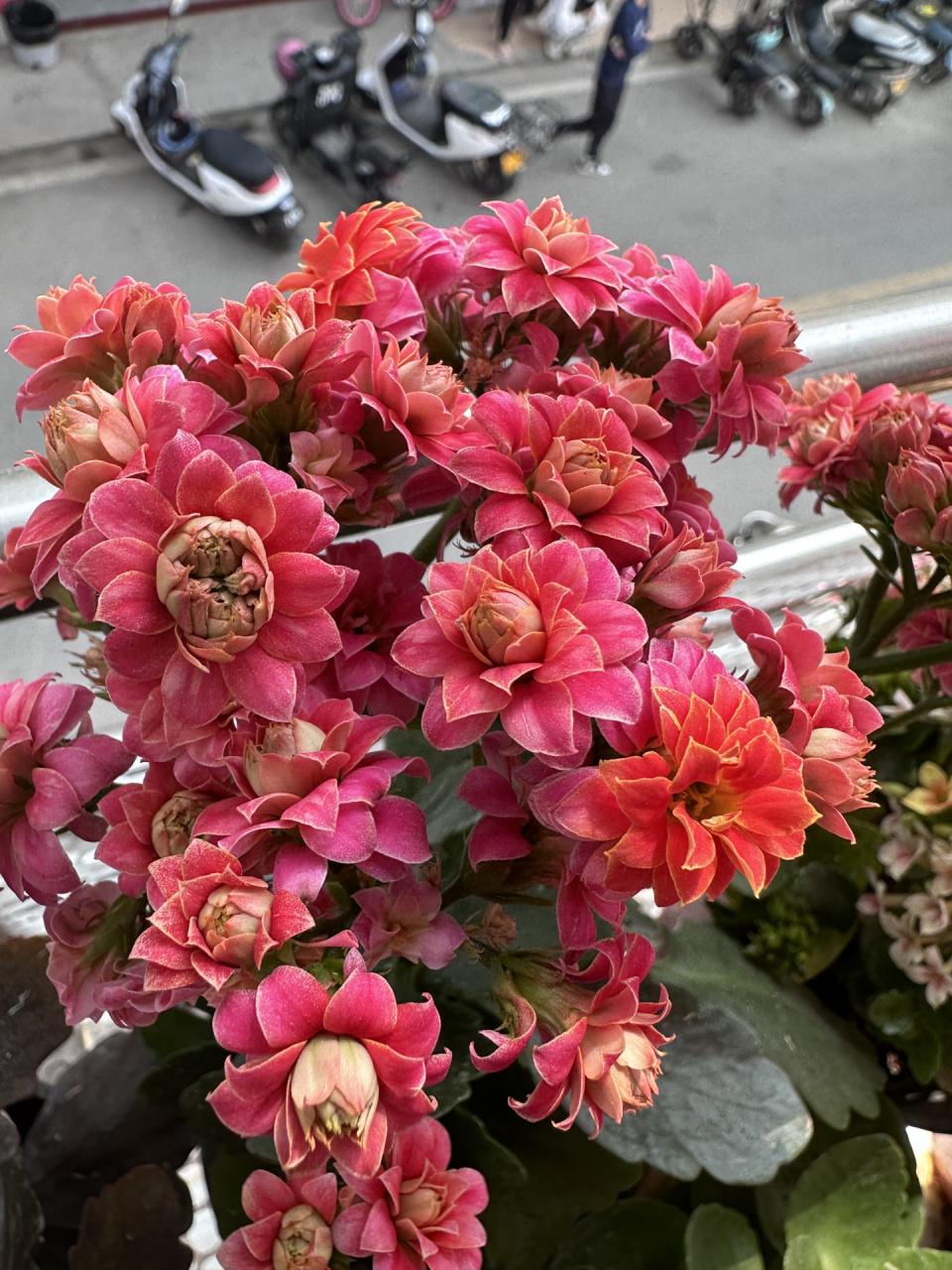 长寿花-花火也叫毛毛虫