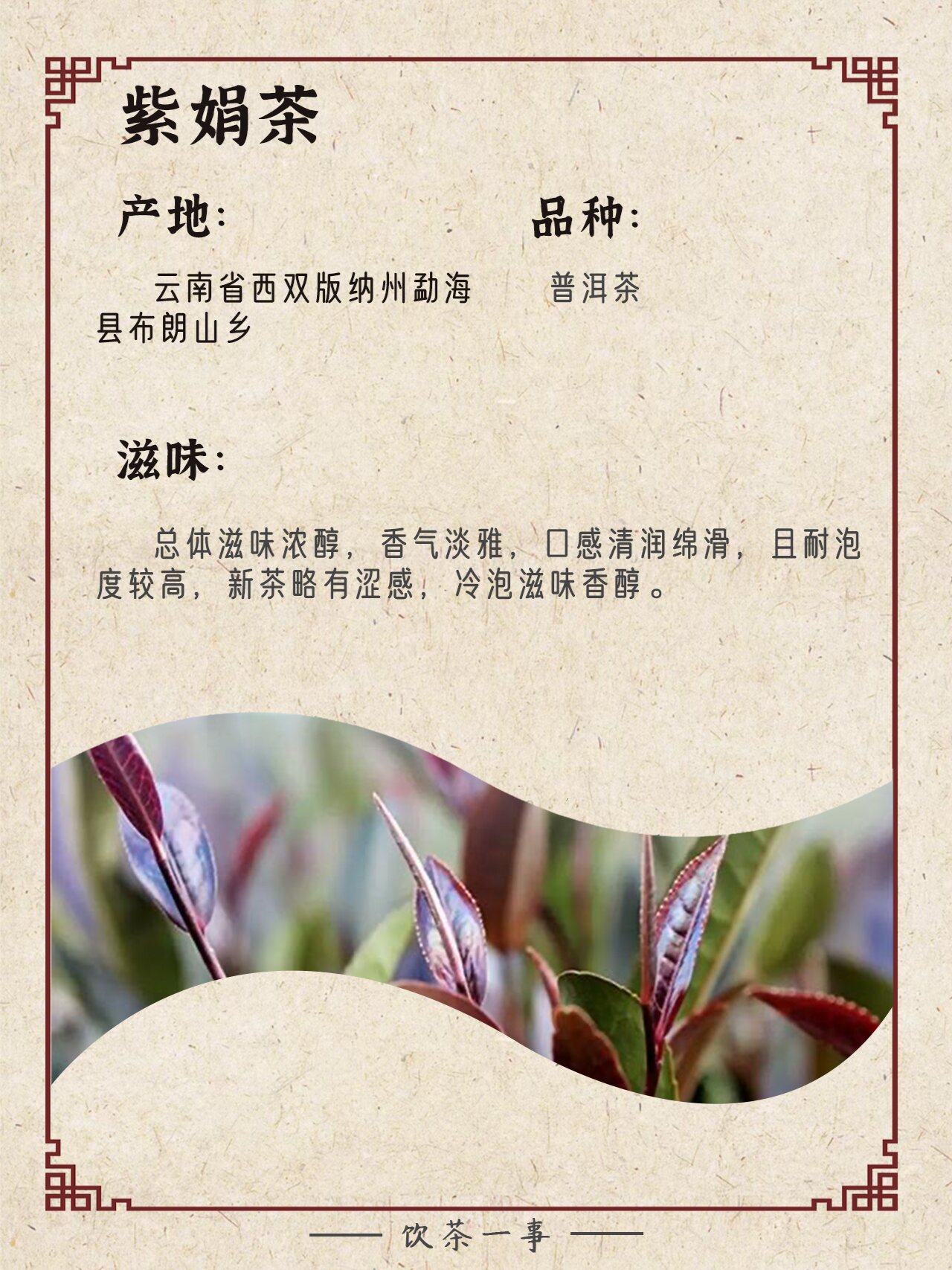 每天一款茶99紫娟茶·紫色的宝藏茶97