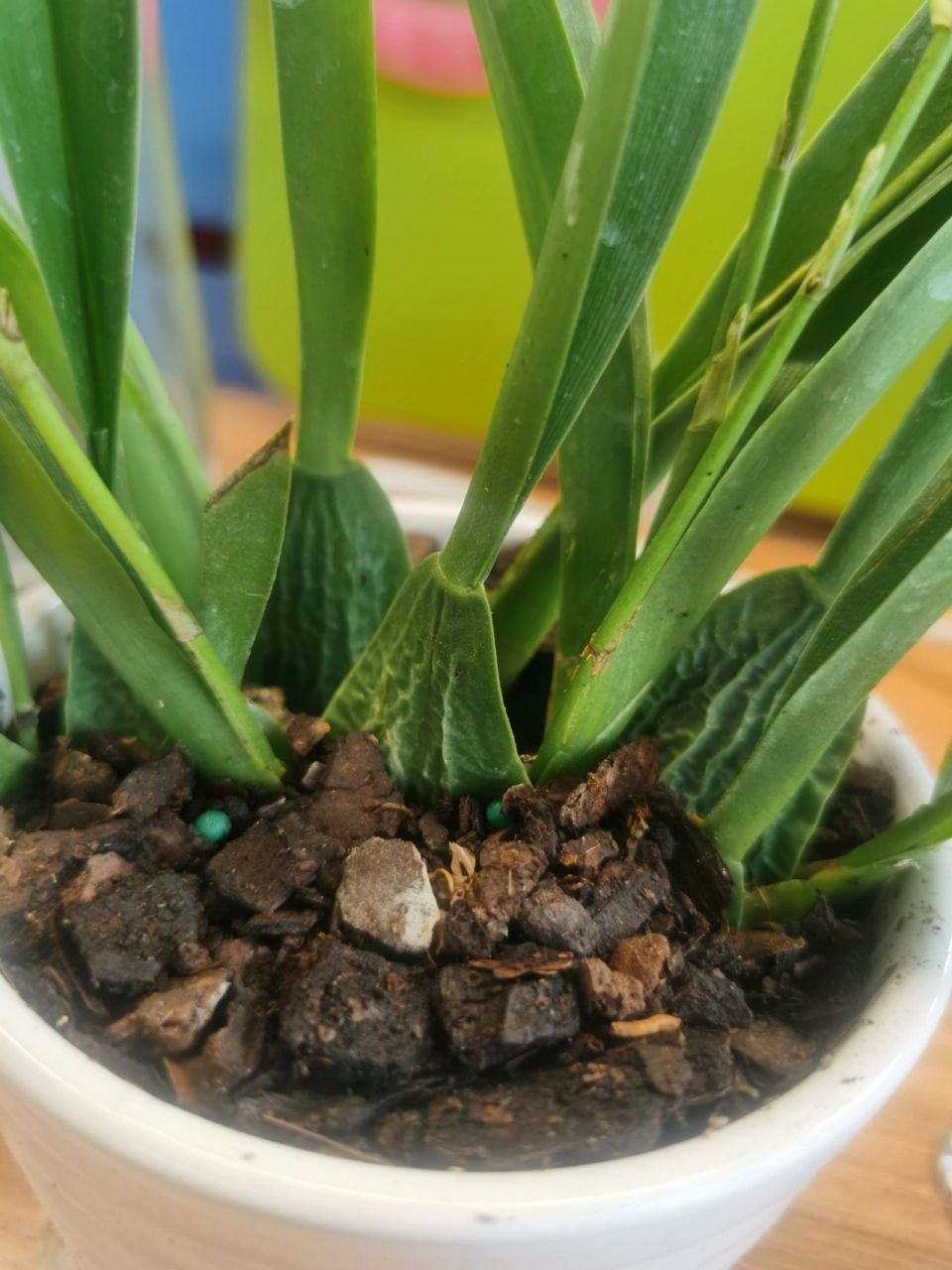 文心兰假鳞茎干瘪拯救计划 day1 2023.3.