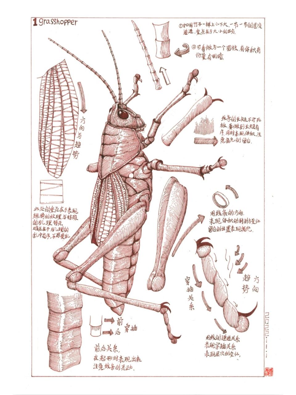 蝗虫部位名称图图片
