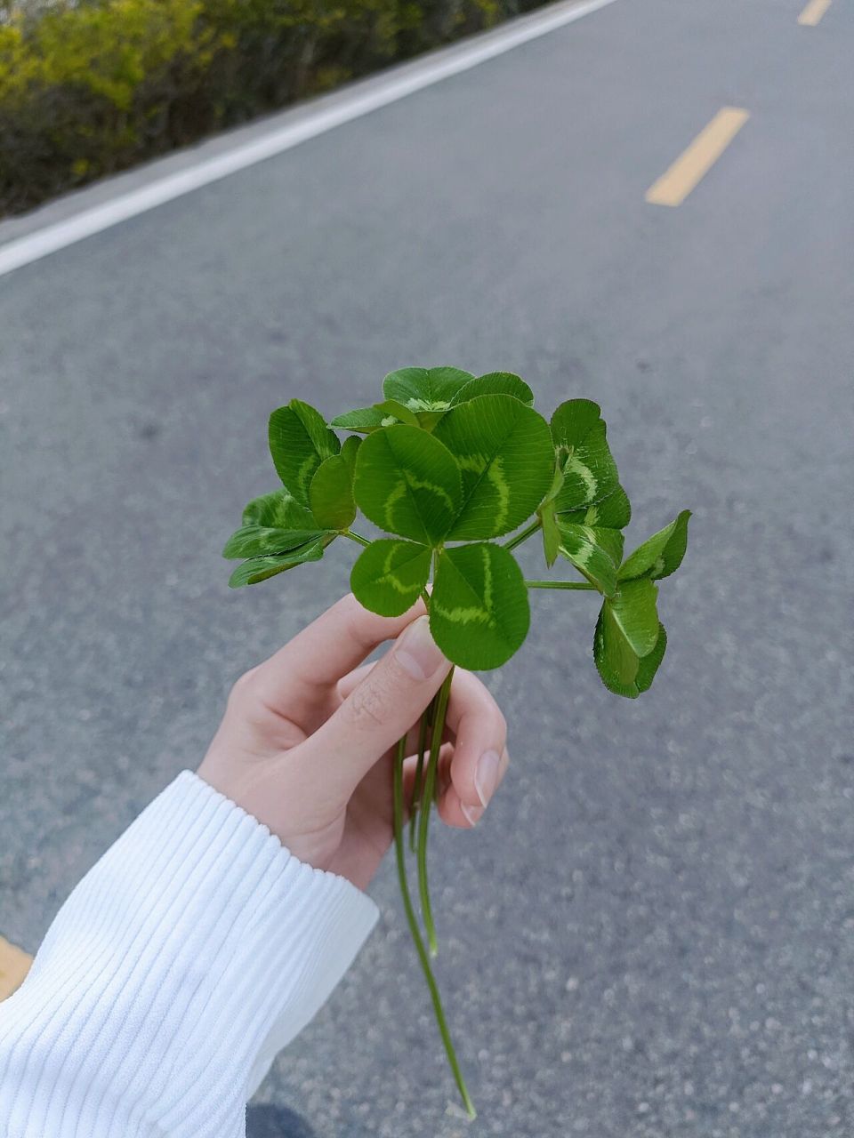 92四叶草的花语:幸运 据说遇见的几率是十万分之一,冥冥之中遇见