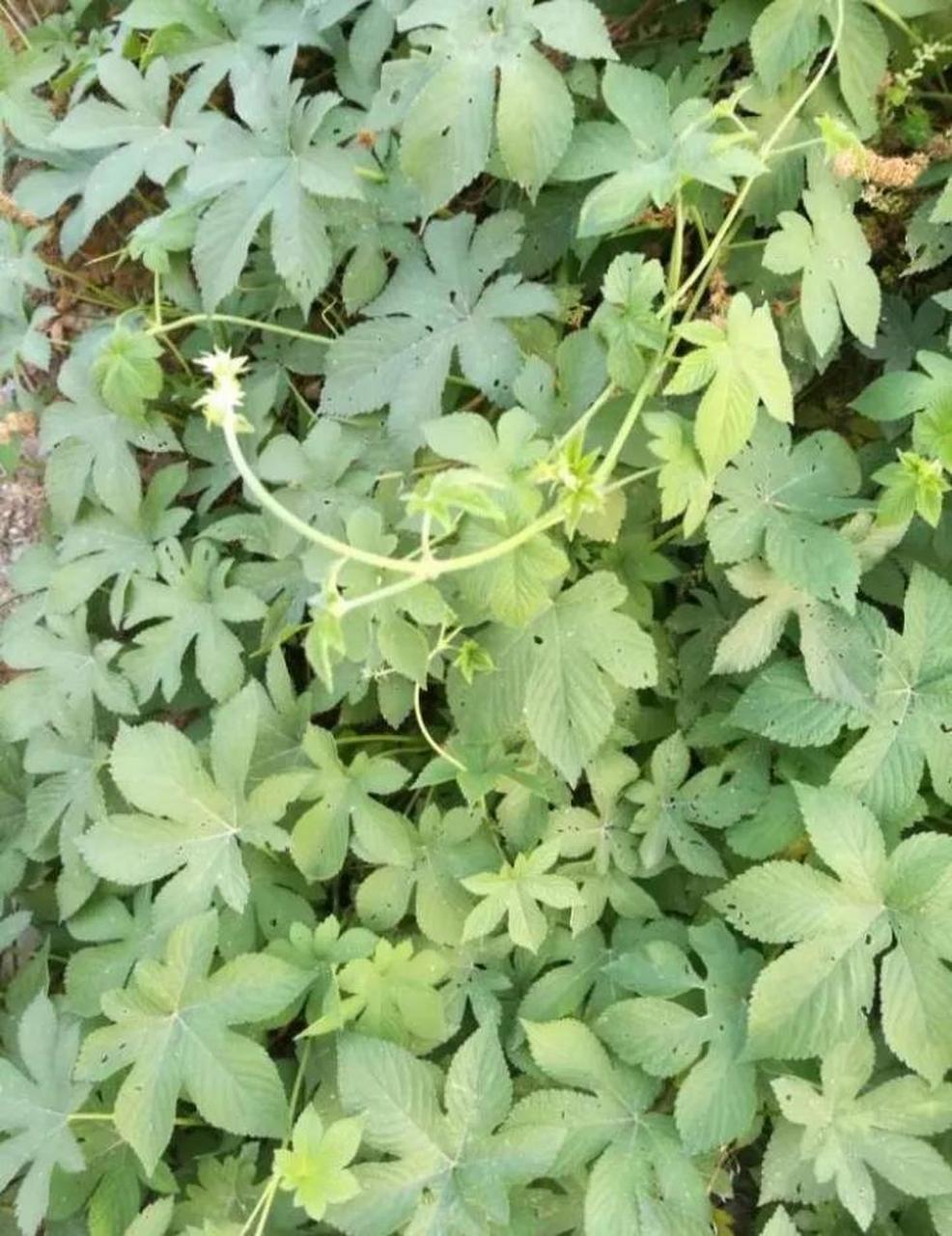 原创文章 《拉拉秧与以色列》   作者:范顺成      朋友们看到