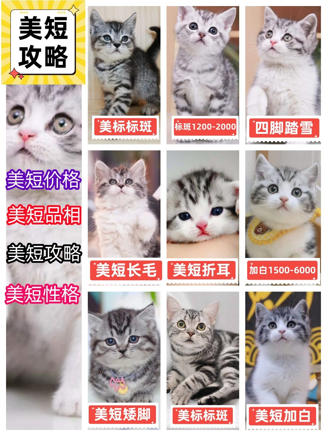 美短|新手必看,美短品相及价格-一看就懂