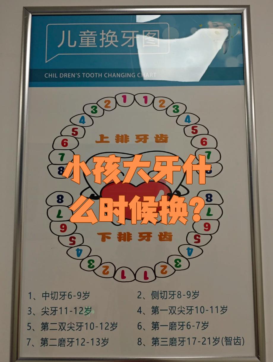 孩子的大牙(磨牙)通常在10