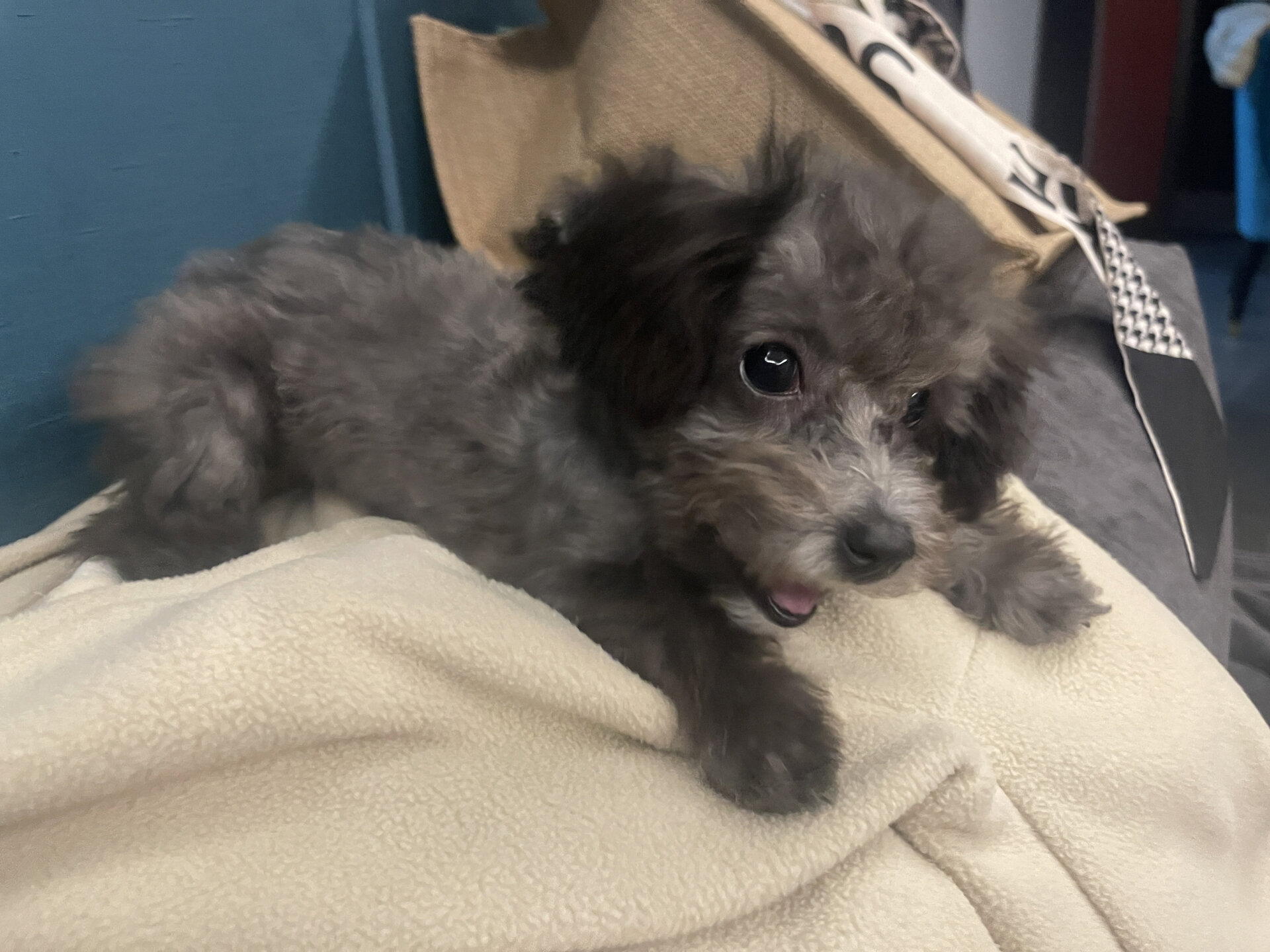 灰泰迪成长记录～四个月 刚满四个月时,修剪了胎毛,喜获一只"新"狗狗