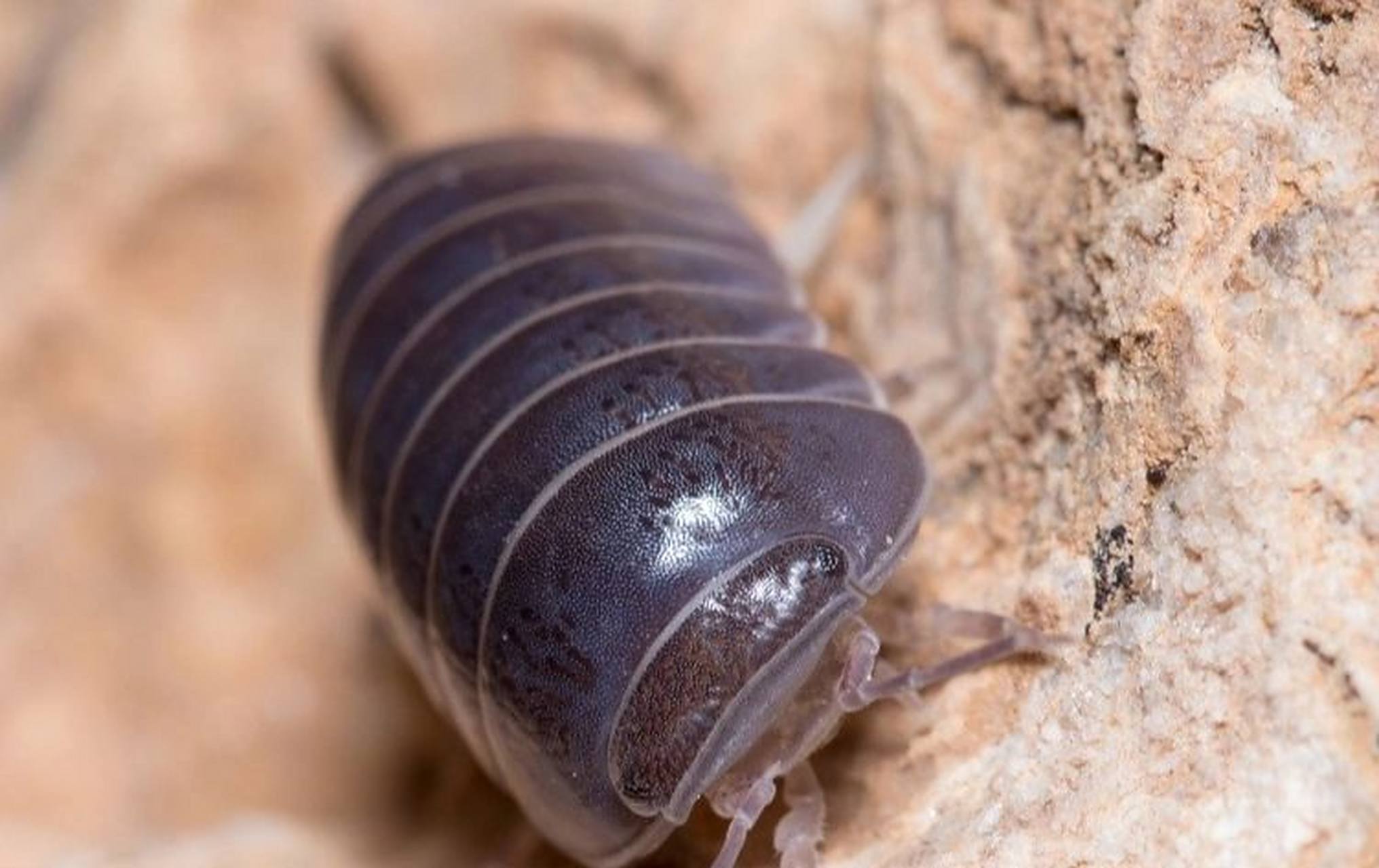 怎么清除木地板下潮湿虫子 要想灭除地板的潮虫可以用以下的方法: 1