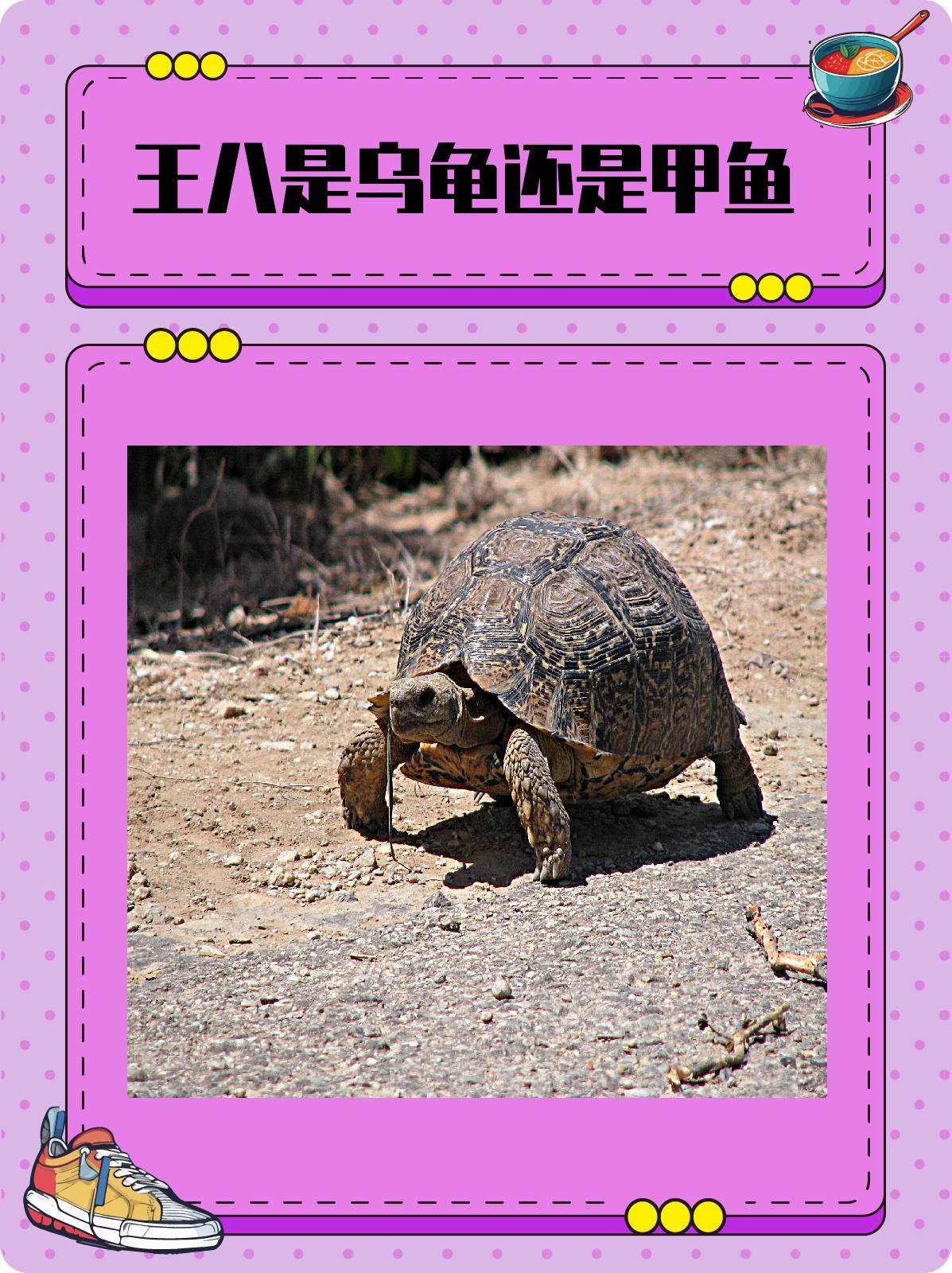 虽然乌龟和甲鱼在外形上有一些相似之处,但它们在生活习性和食性等