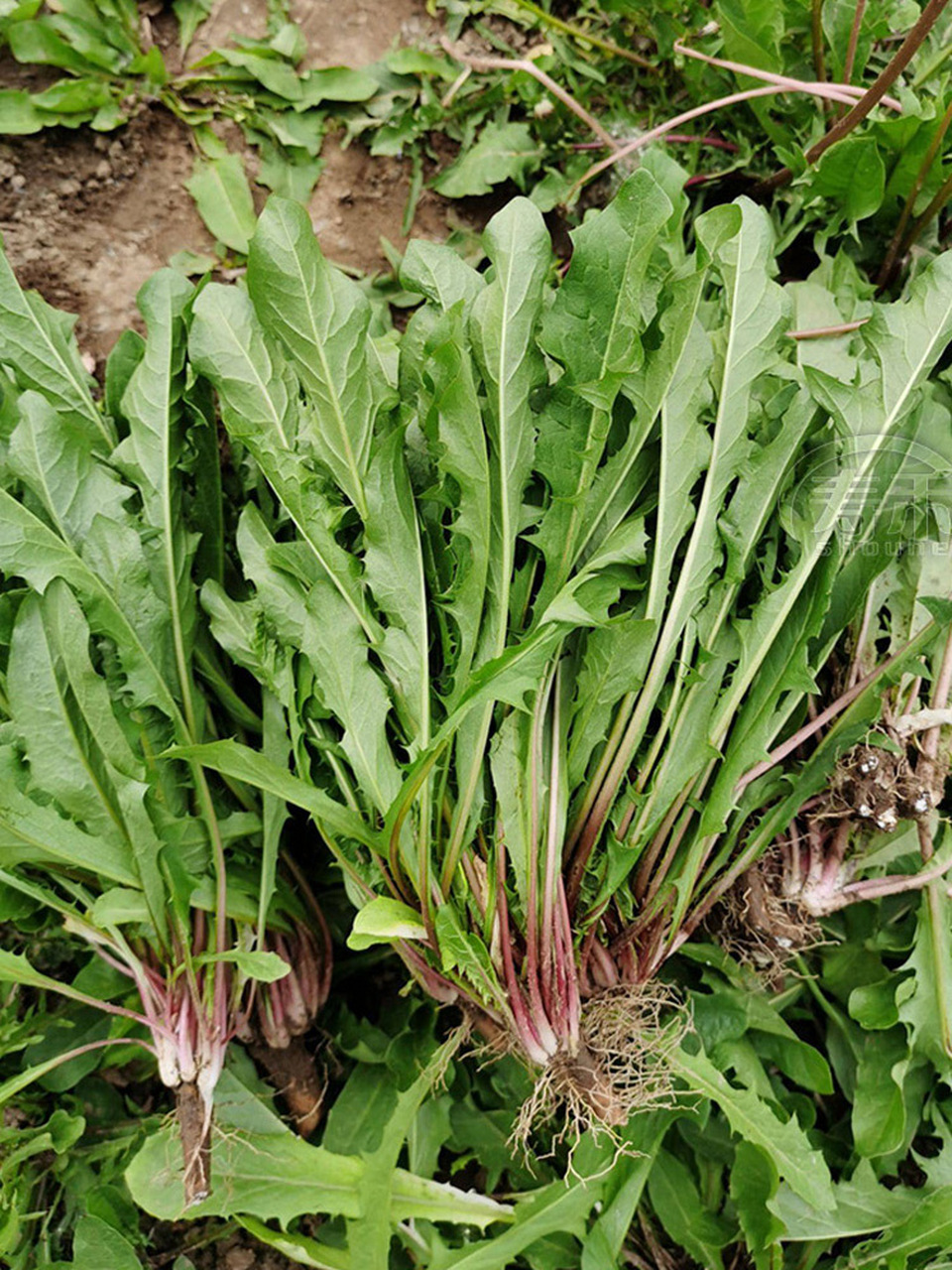 能吃能泡茶,自己在家种吧 春天是吃野菜的好季节,像荠菜,苦菜等等都