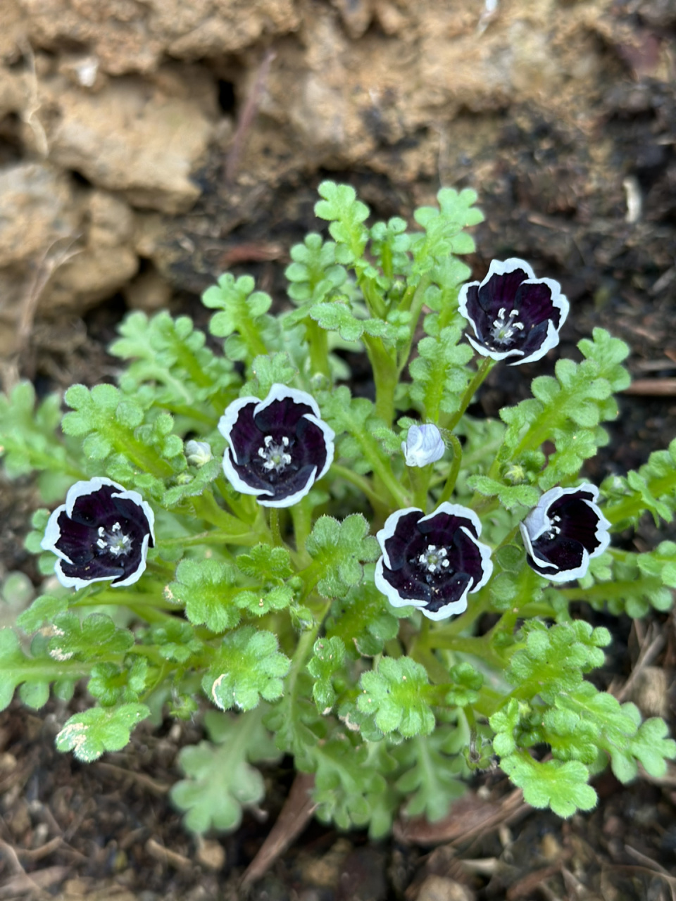 喜林草 黑便士 去年秋播的陆续开花了